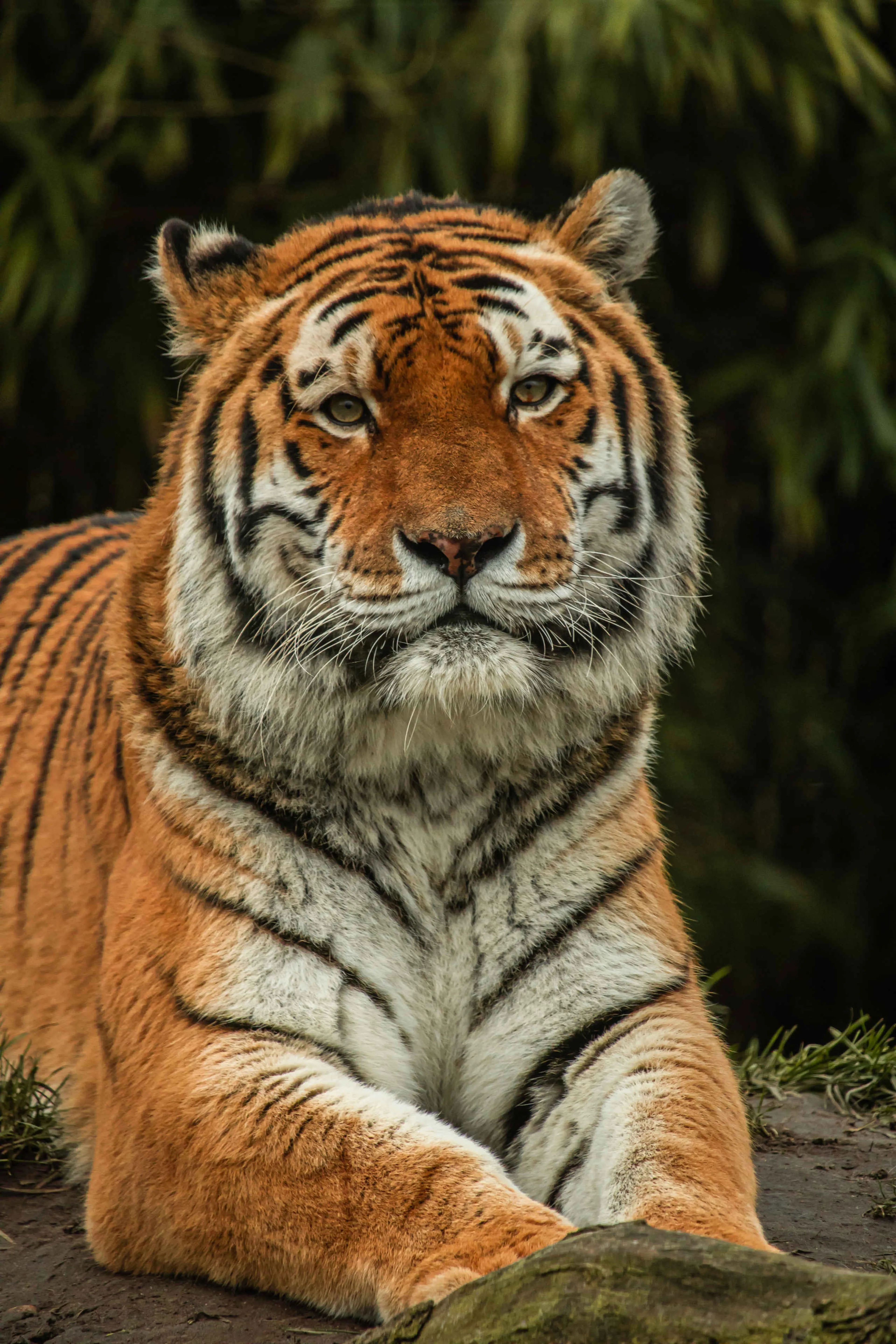 Een amoertijger kijkt in de camera bij Eindhoven Zoo.