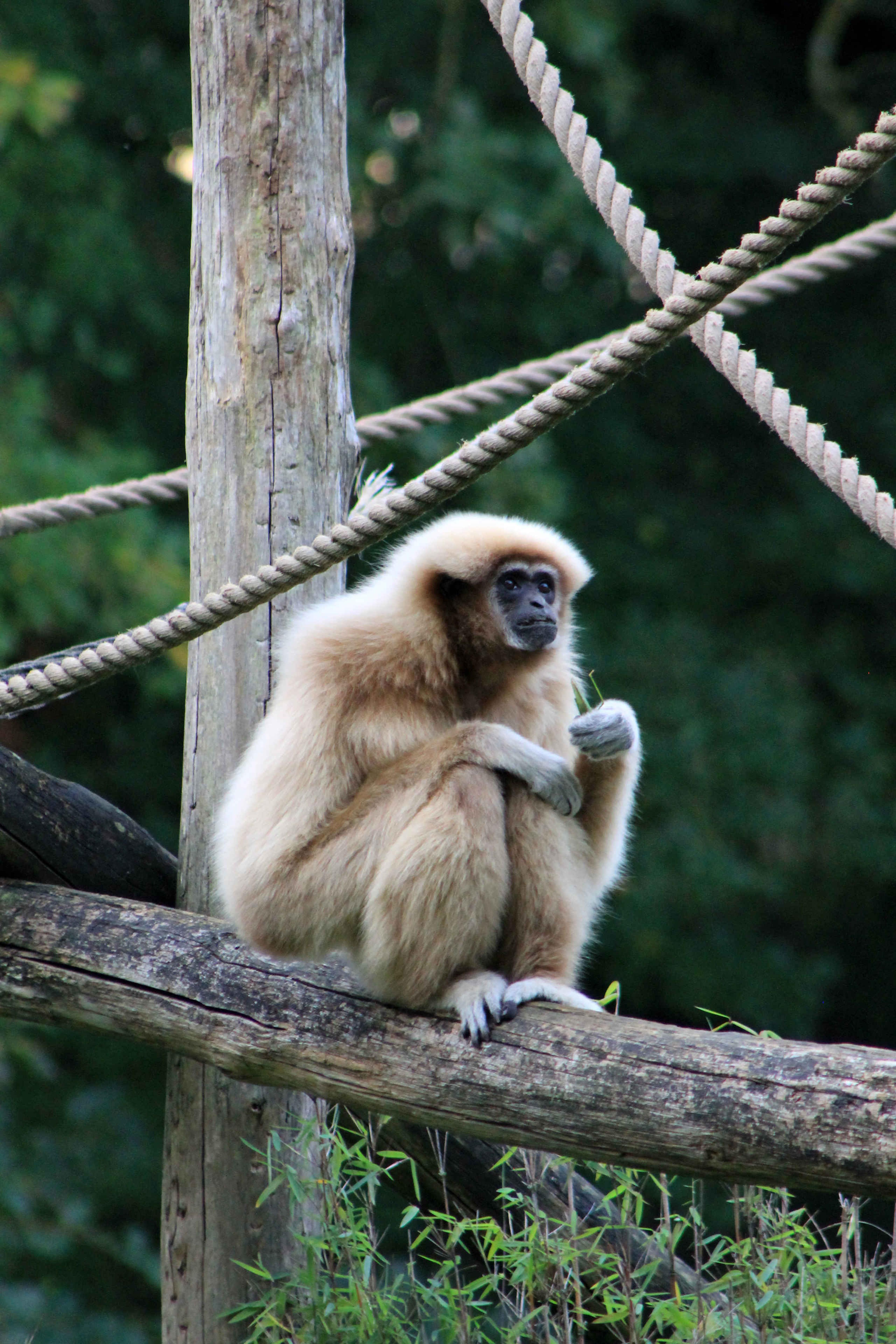 Withandgibbon boomstronk gras Safaripark Beekse Bergen