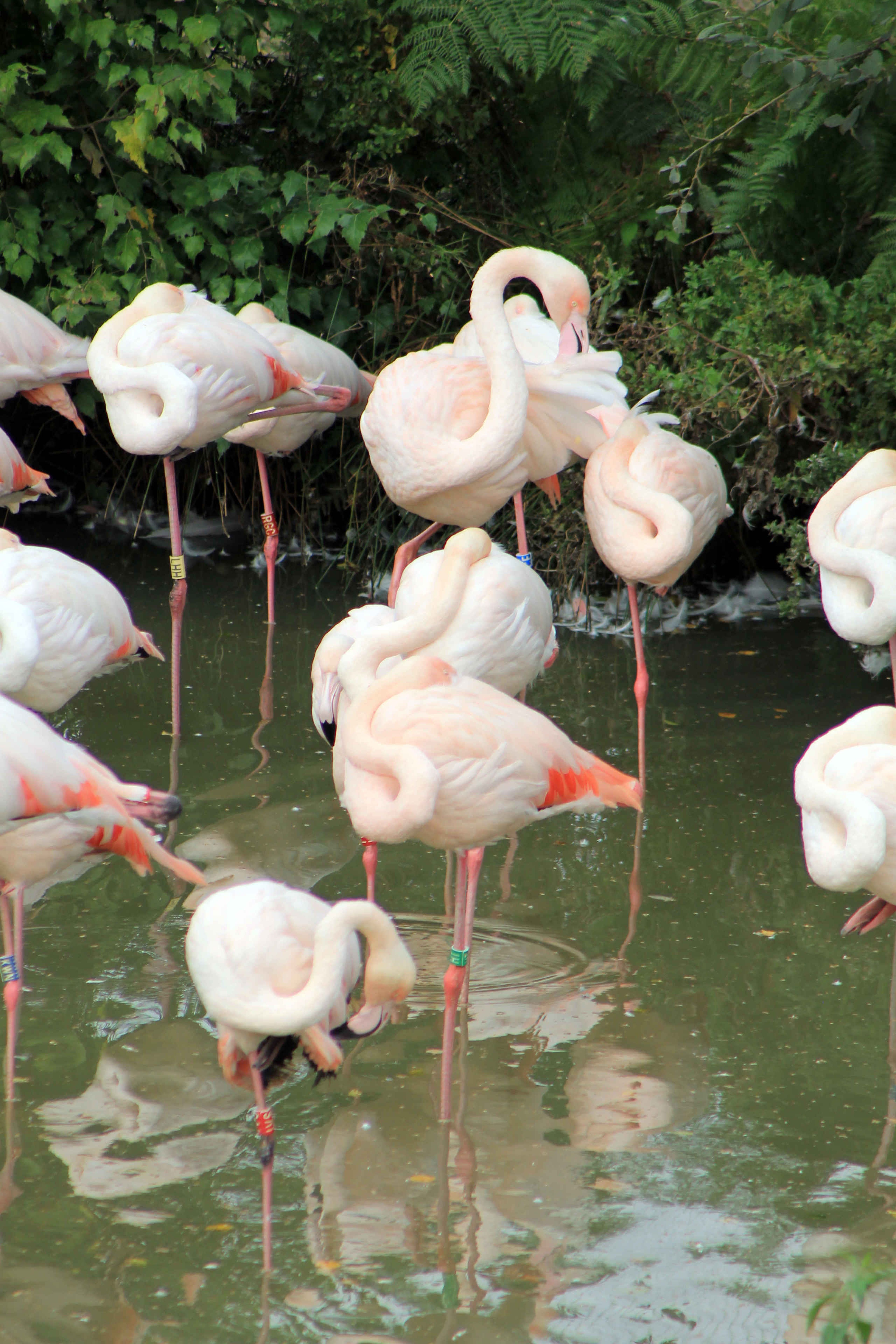 Groep flamingo's staand in het water in Safaripark Beekse Bergen