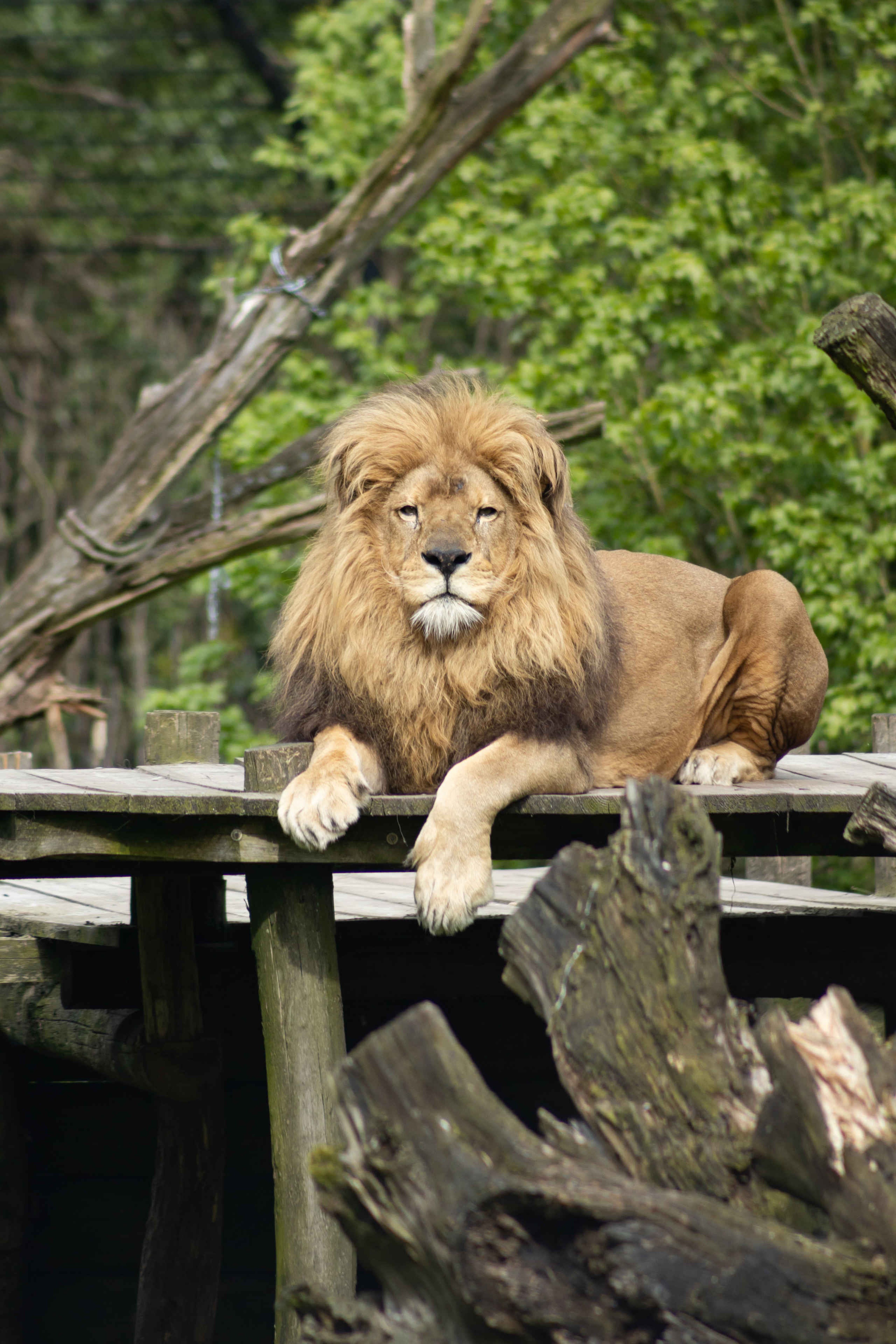 Afrikaanse leeuw ligt op plateau in Eindhoven Zoo