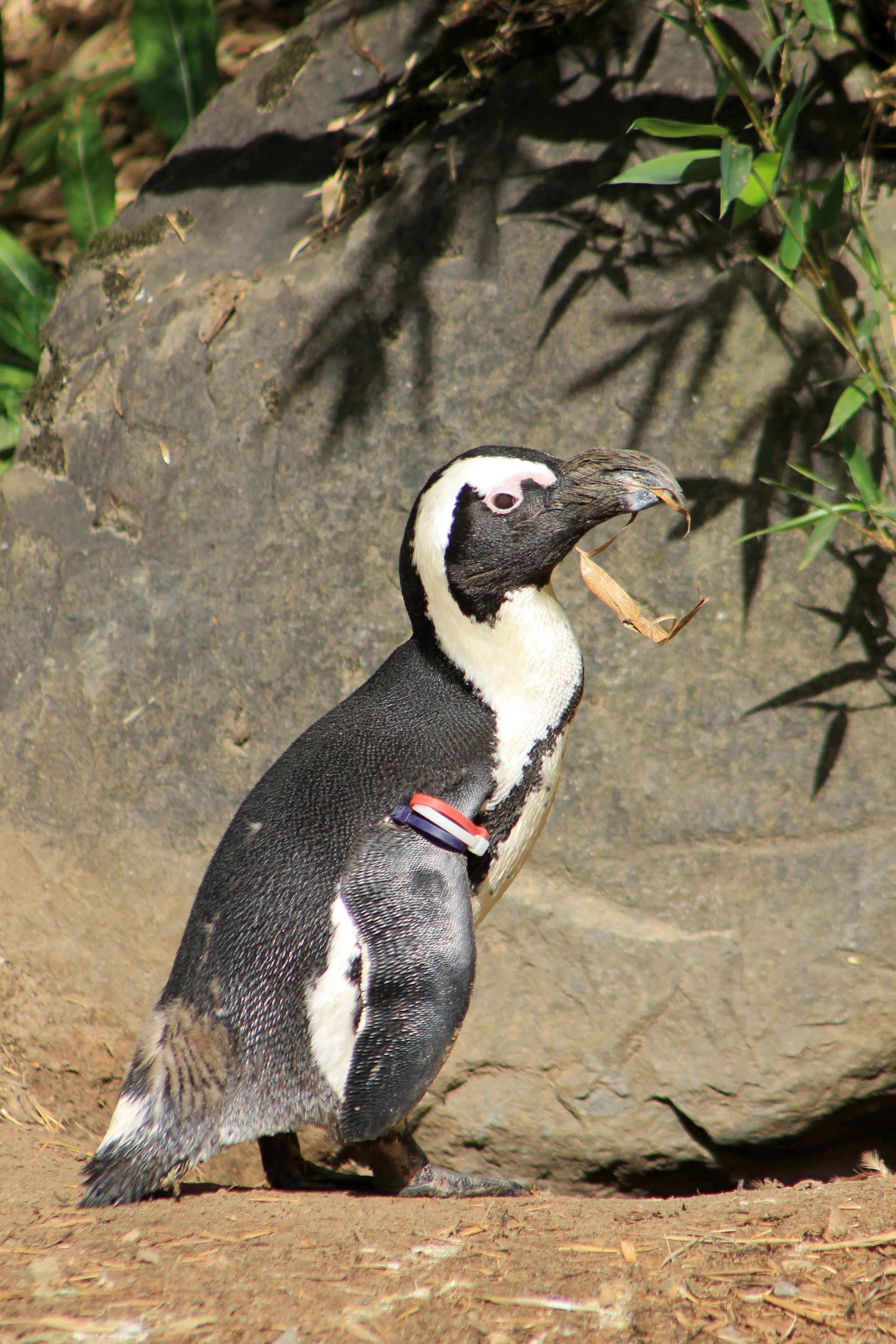 Zwartvoetpinguïn de Afrikaanse pinguïn alleen voor een rots in Safaripark in Beekse Bergen