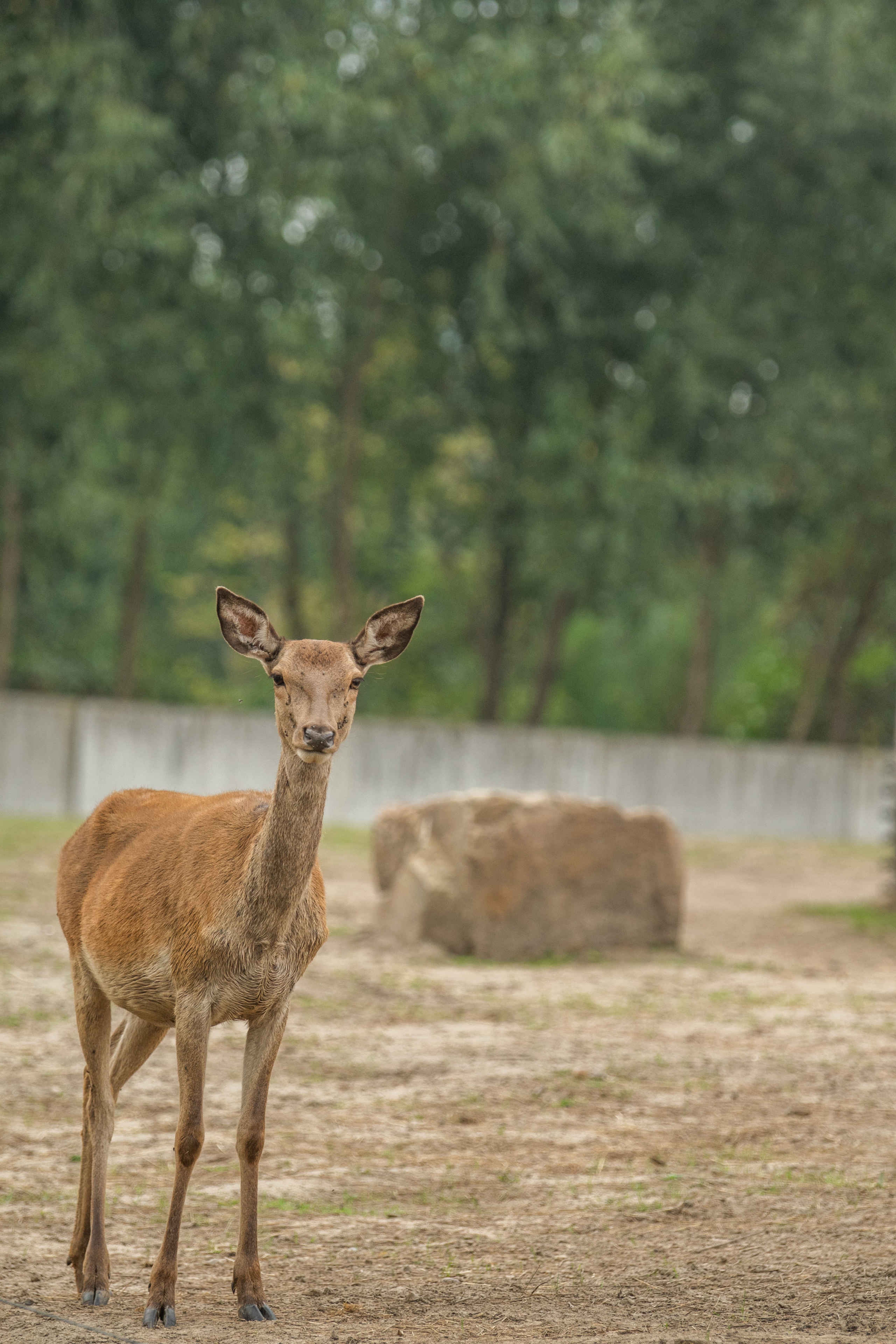 Axishert close-up Eindhoven Zoo