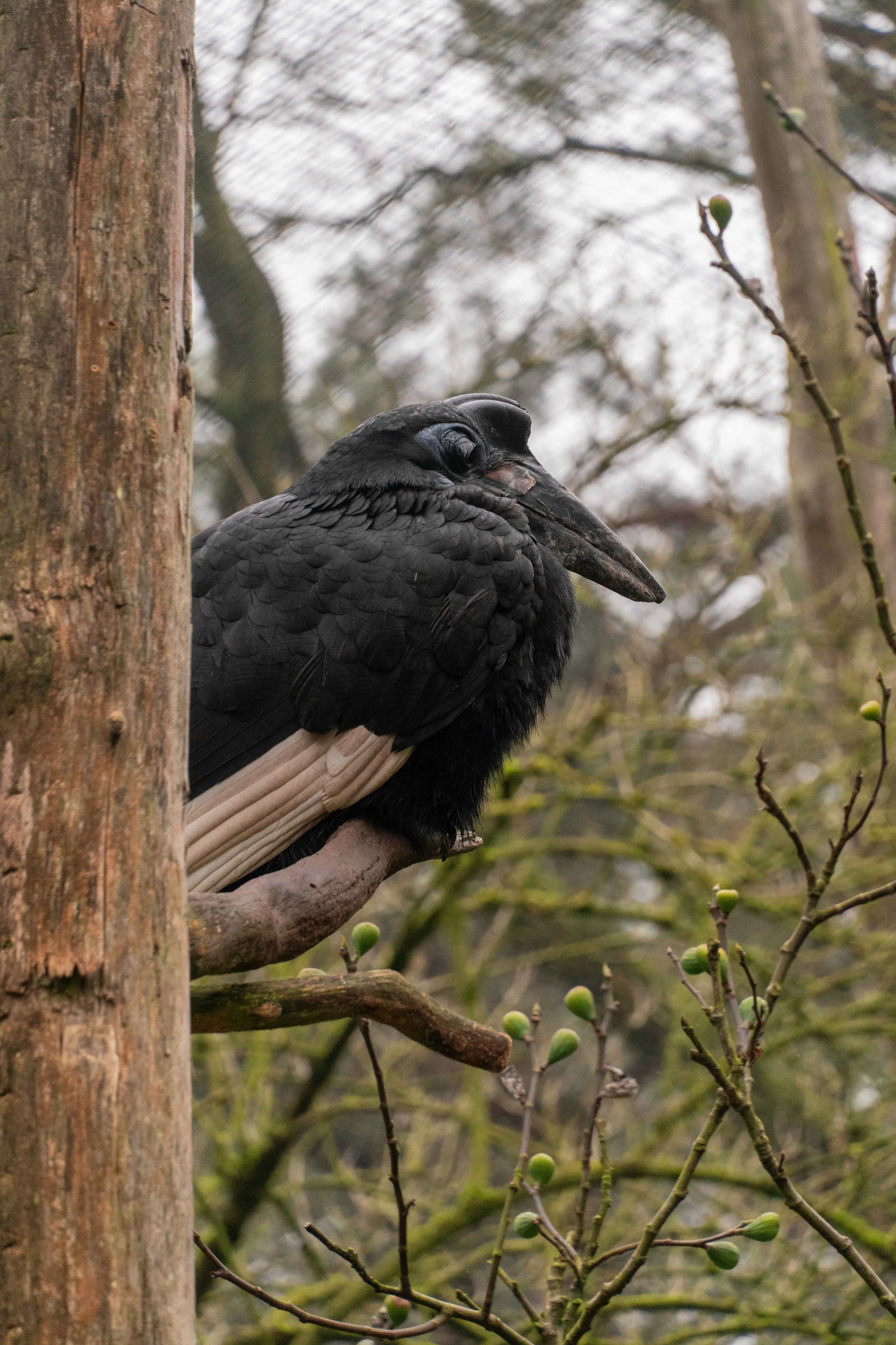 Abessijnse hoornraaf achter een boom in Safaripark Beekse Bergen