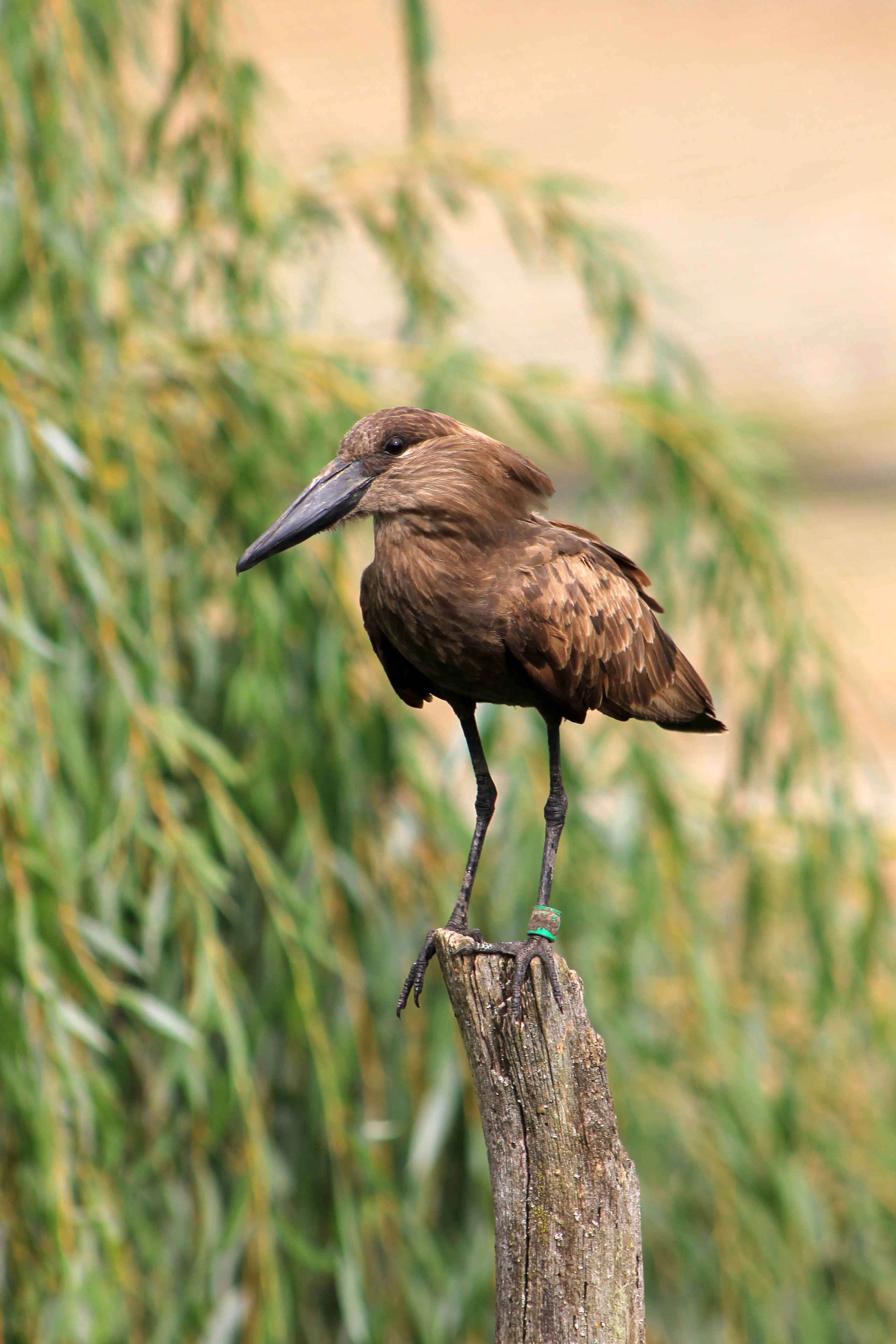 Close-up van de Hamerkop op een tak in Safaripark Beekse Bergen
