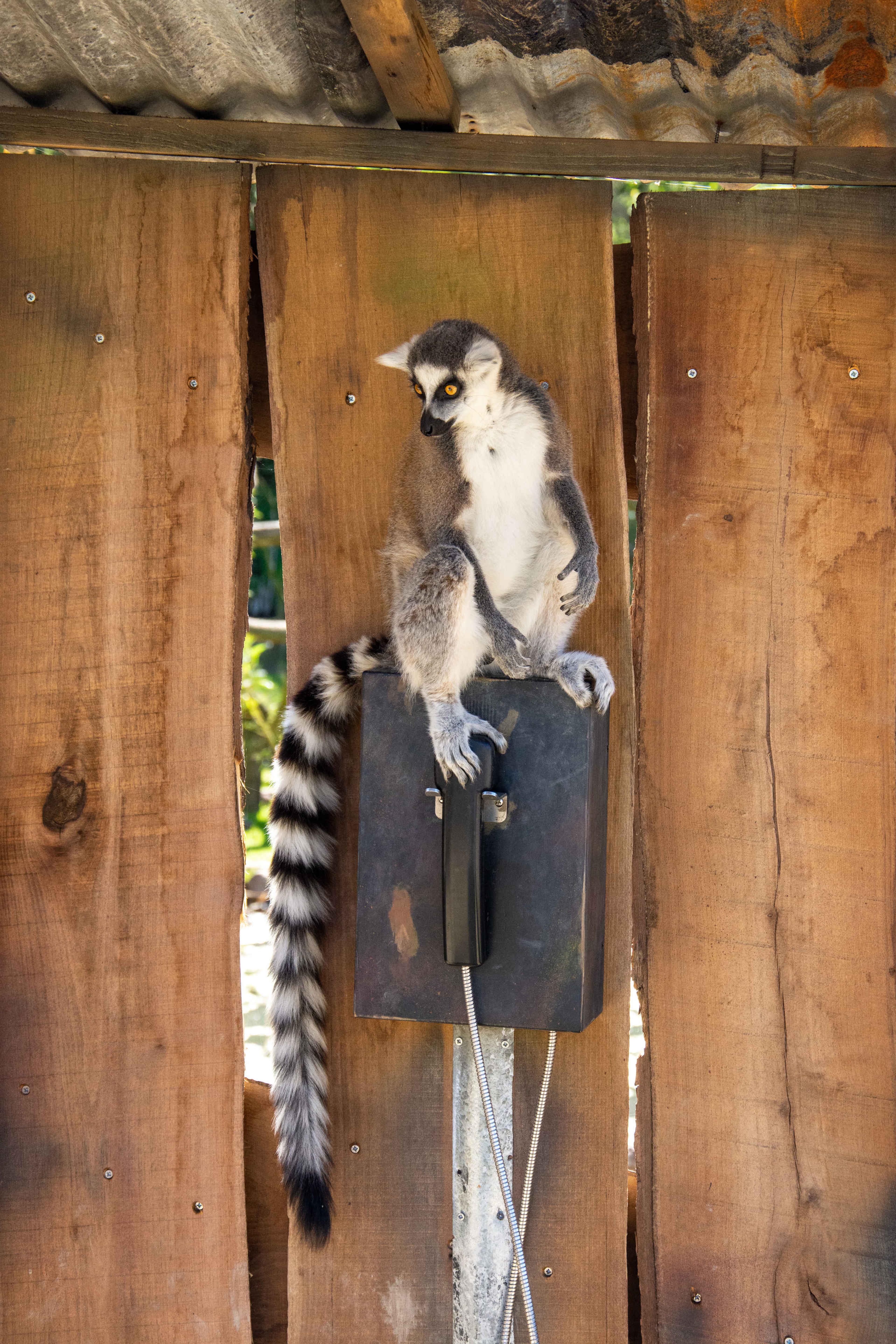Een ringstaartmaki zit op een telefoon in expeditiegebied Itampolo in ZooParc Overloon.