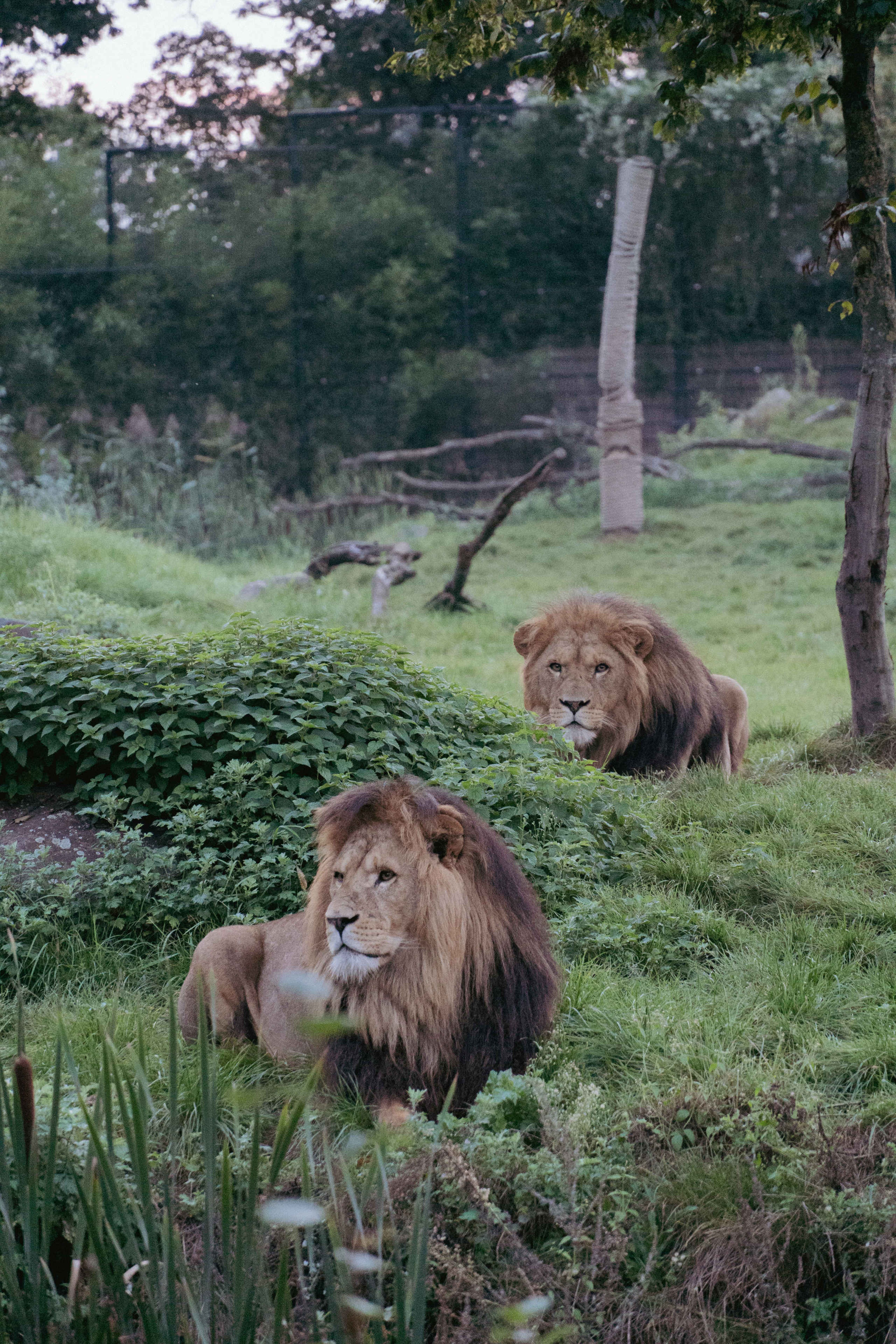 Leeuwen schemertour Ngorongoro Zooparc Overloon
