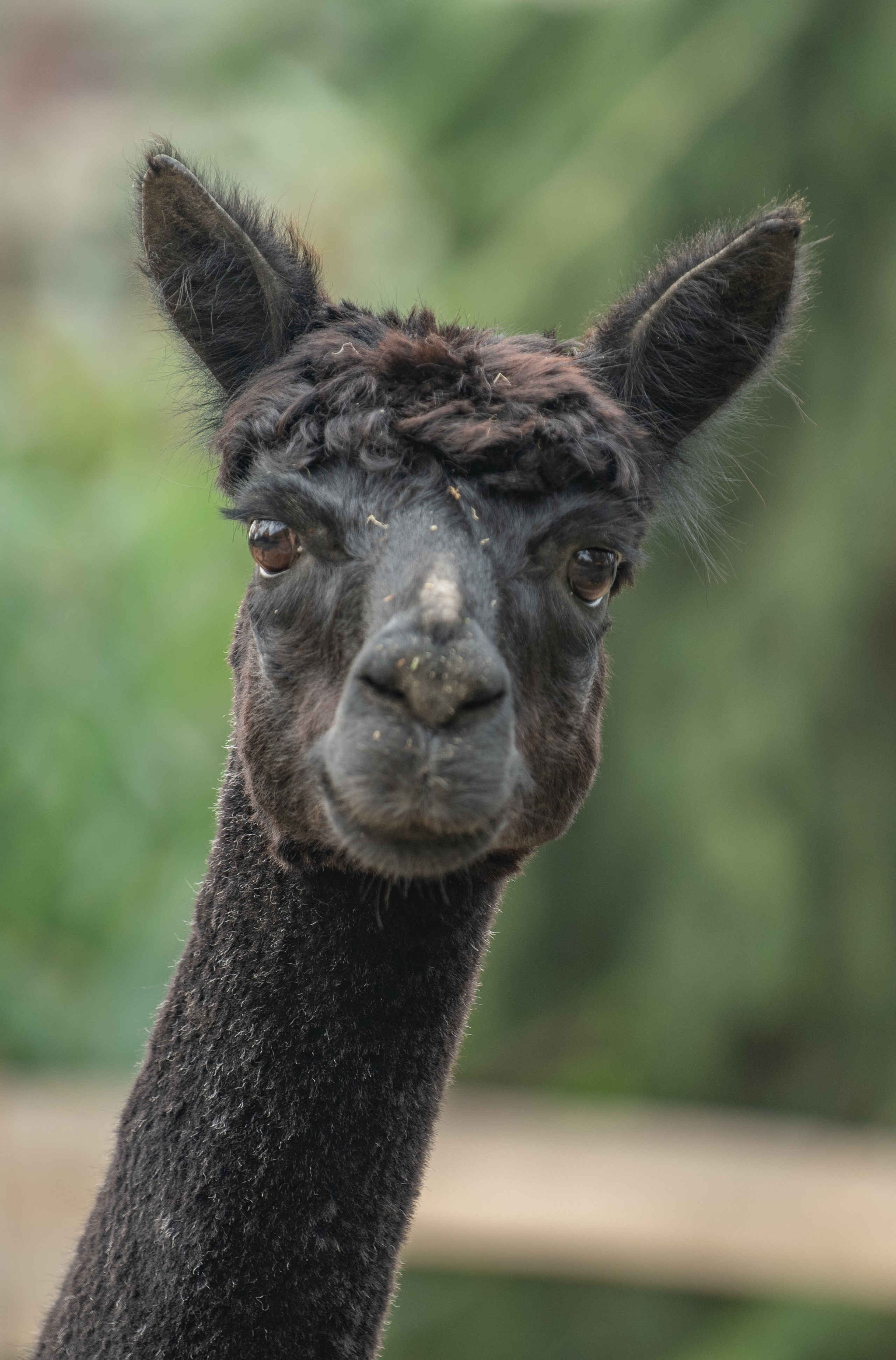 Een alpaca bij Eindhoven Zoo.