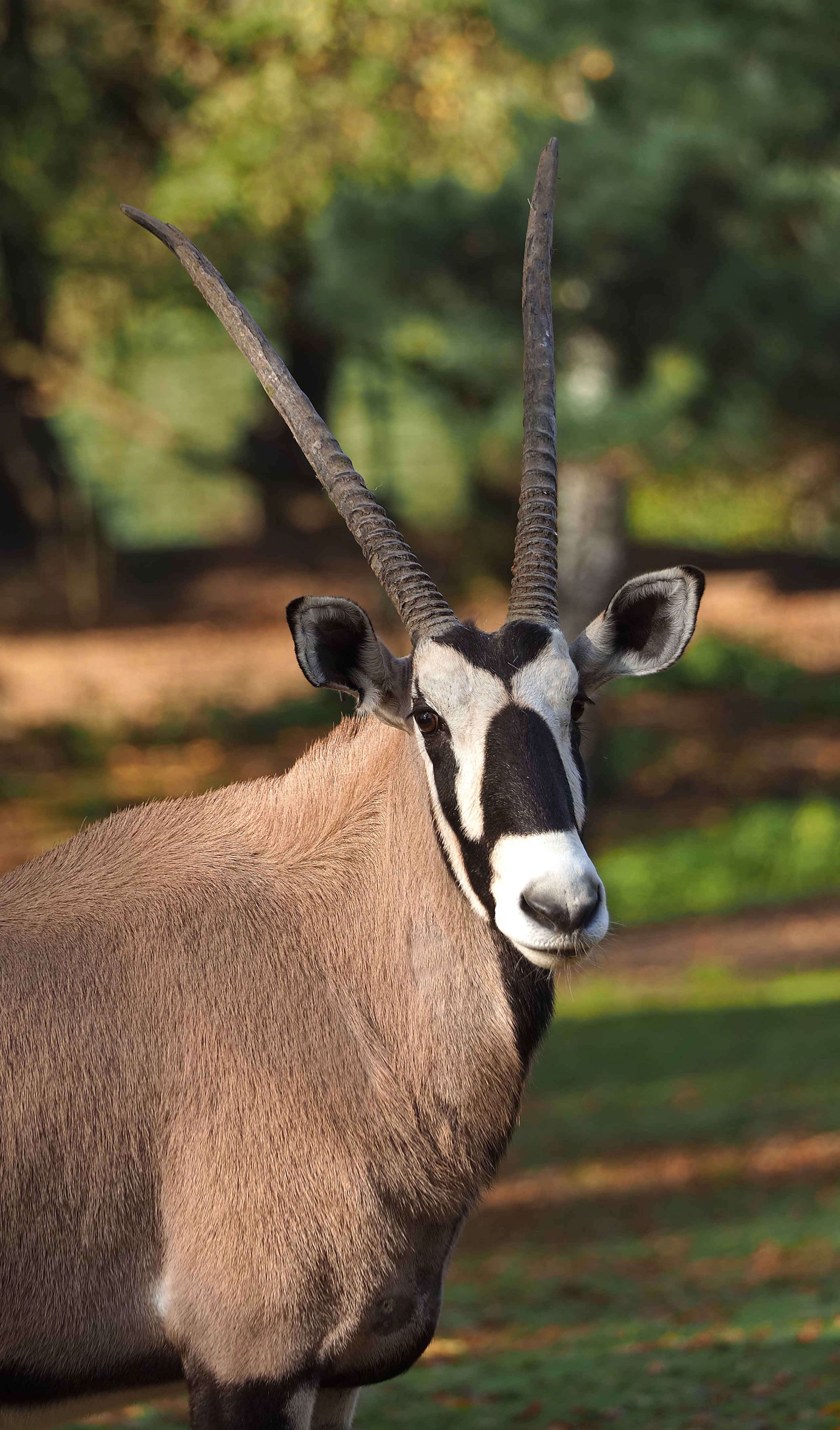 Close-up van de gemsbok in Safaripark Beekse Bergen