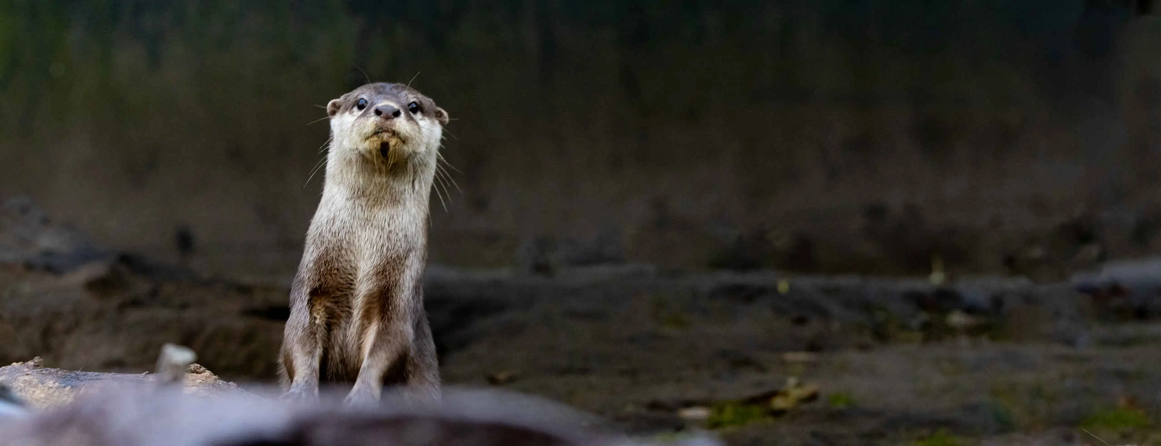 Aziatische kleinklauwotter op de uitkijk Eindhoven Zoo