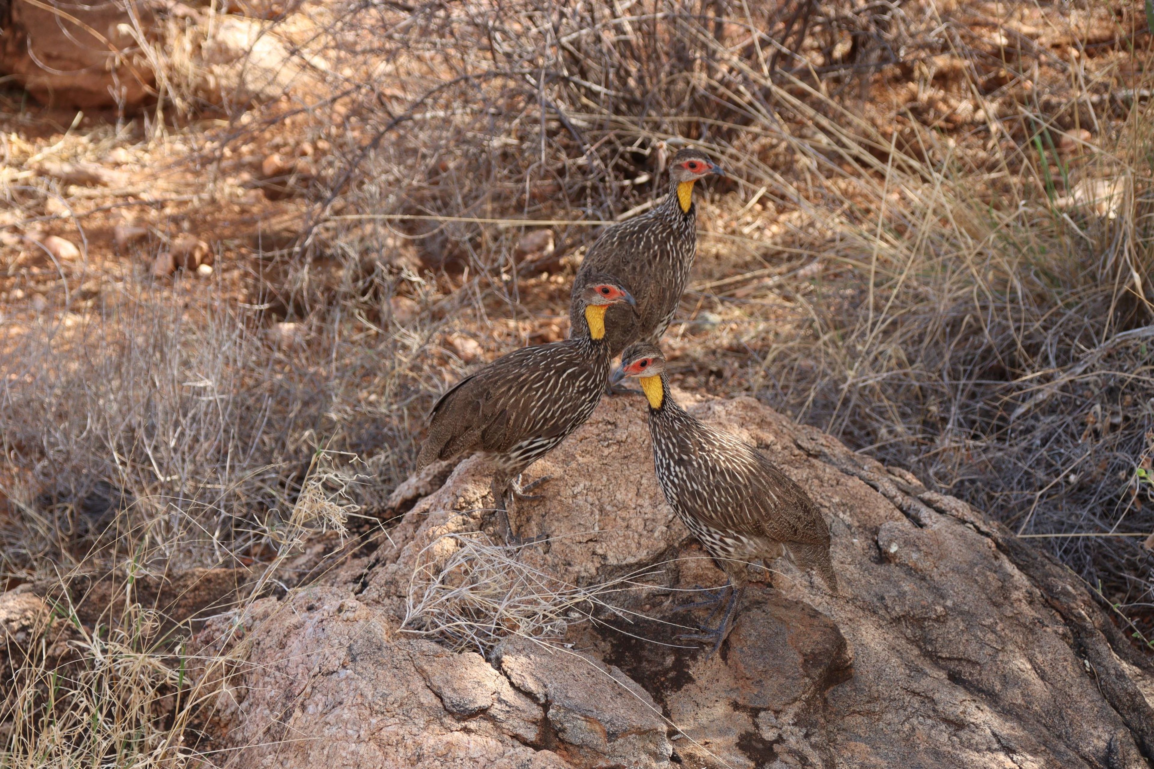 Vogels zitten op een rots in Samburu National Park in Kenia.