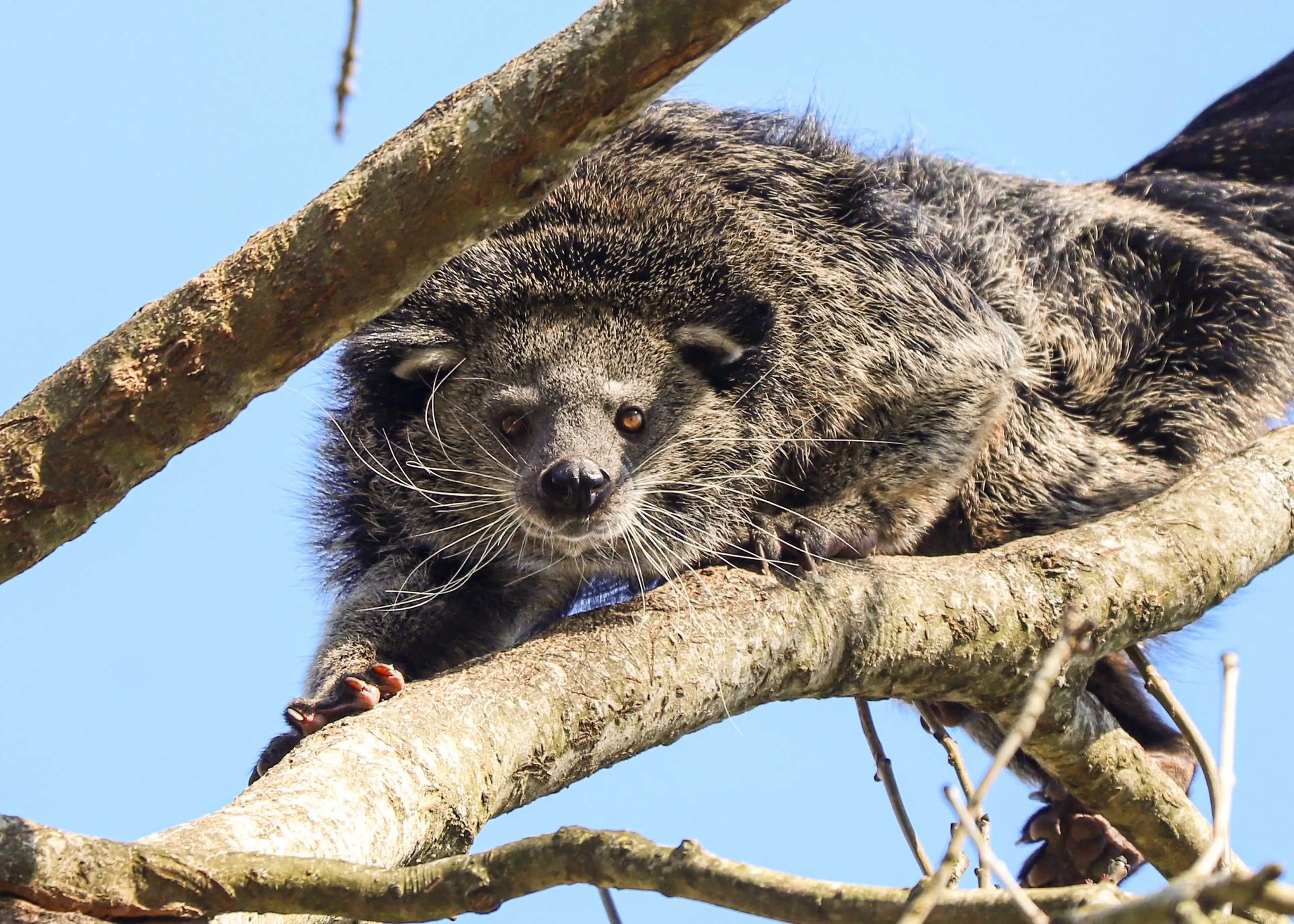 Male binturong climbing through the trees at Paignton Zoo in Devon, UK