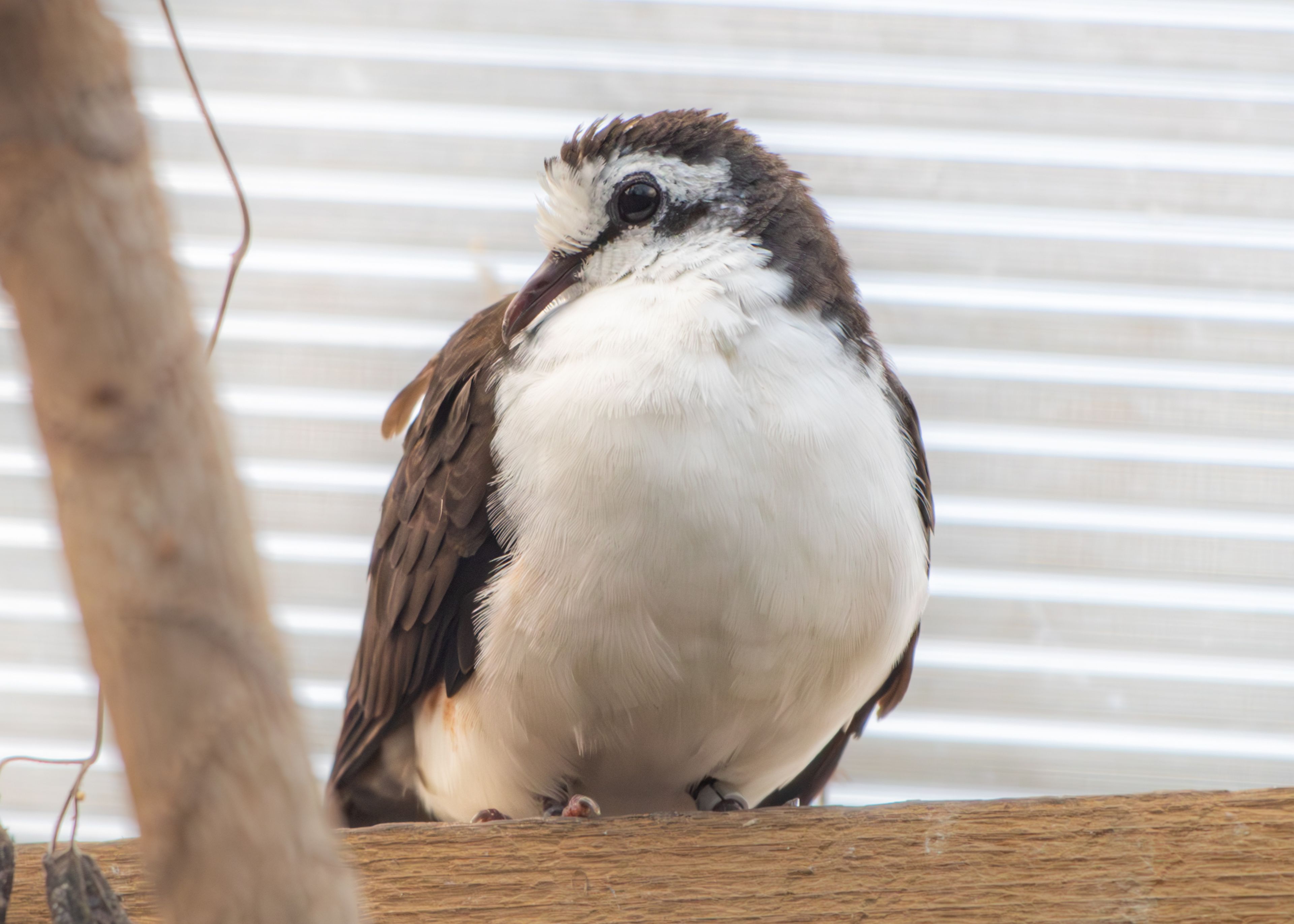 A white and brown bird with a speckled head perches on a wooden branch, with a corrugated background.