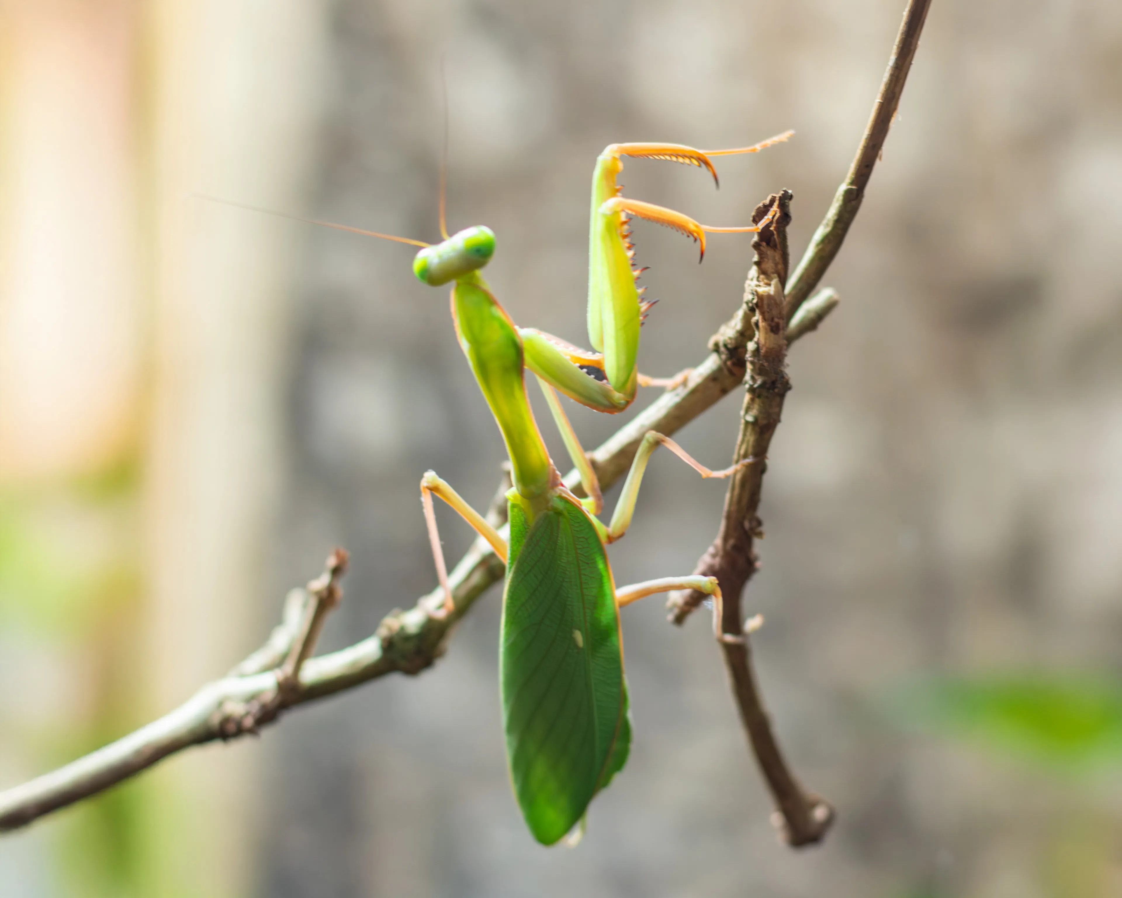 Female Great Indonesian mantis in the praying position at Paignton Zoo in Devon, UK