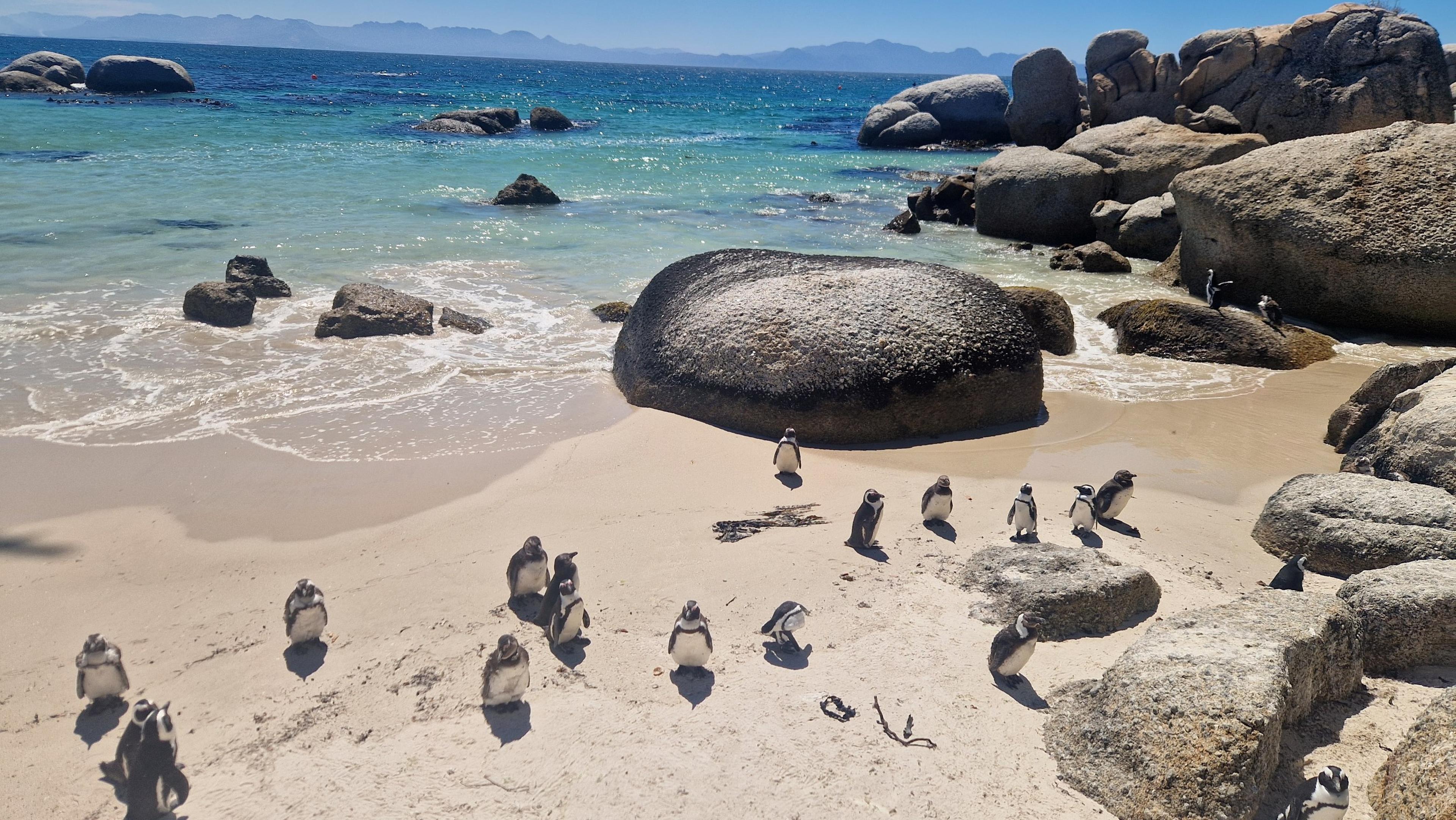 Een groep Afrikaanse pinguïns op Boulders Beach, dierenverzorger Kelly bezoekt Stichting SANCCOB in Zuid-Afrika via Beekse Bergen.