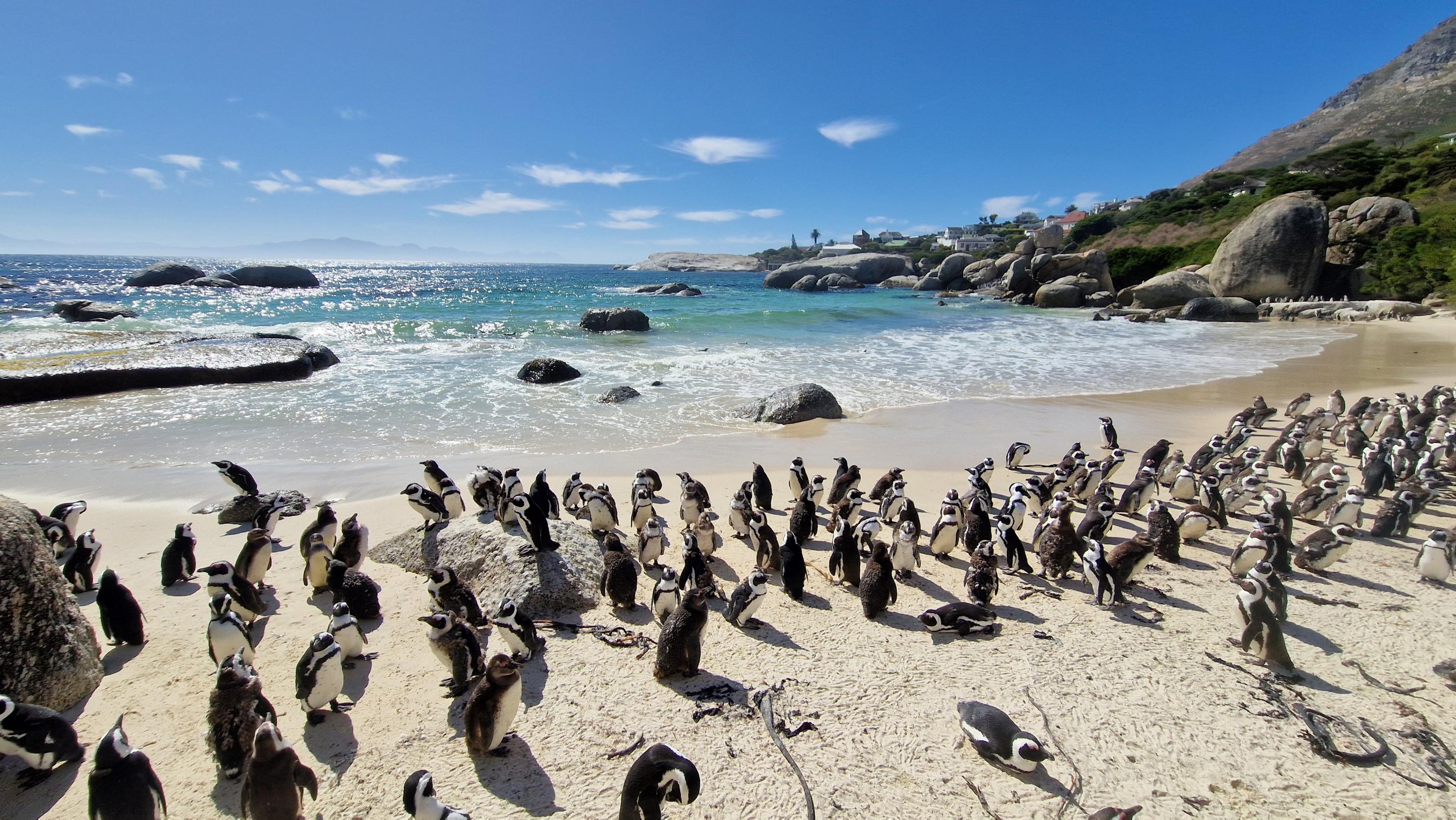 Een groep Afrikaanse pinguïns op Boulders Beach, dierenverzorger Kelly bezoekt Stichting SANCCOB in Zuid-Afrika via Beekse Bergen.