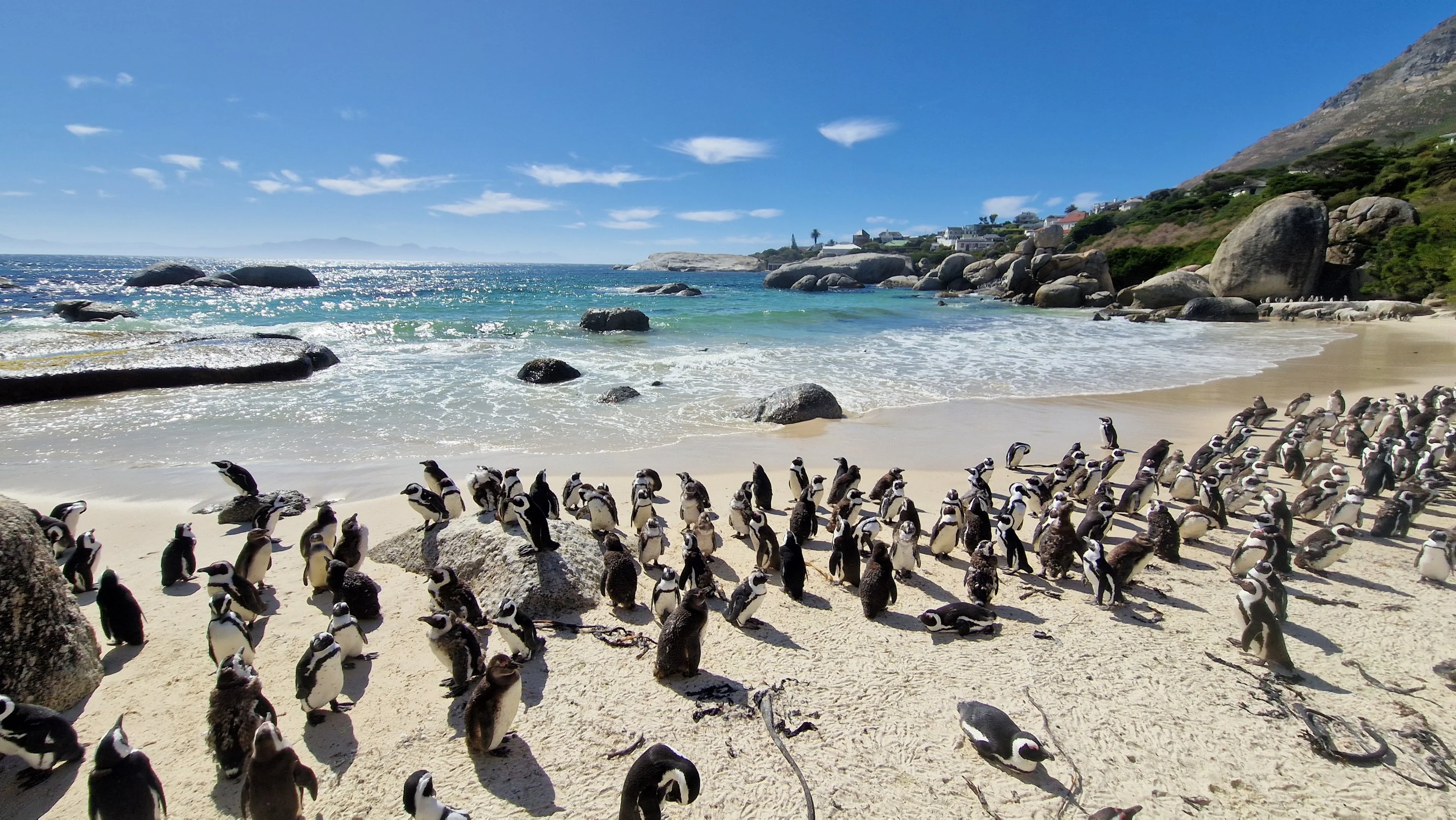Een groep Afrikaanse pinguïns op Boulders Beach, dierenverzorger Kelly bezoekt Stichting SANCCOB in Zuid-Afrika via Beekse Bergen.