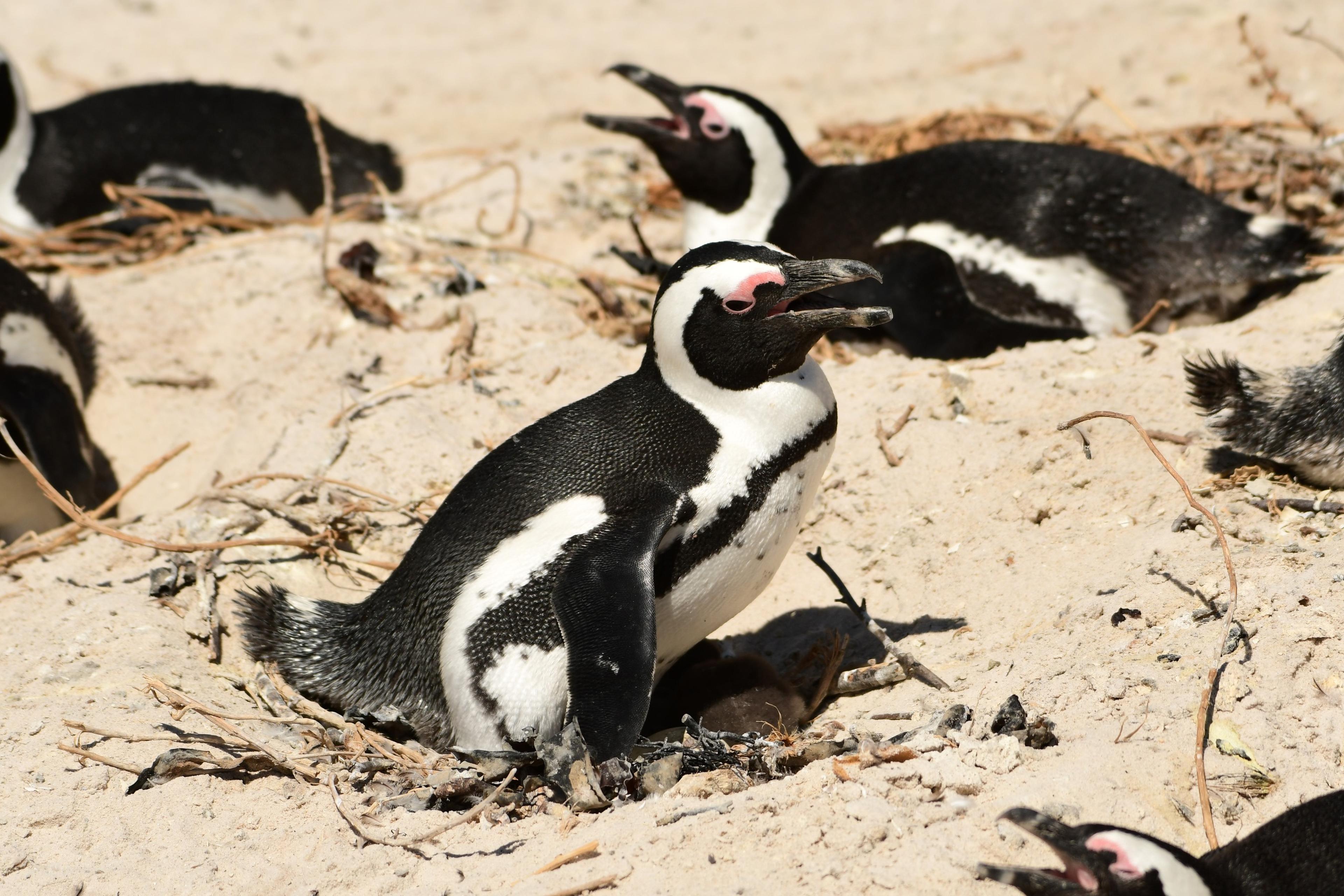 Twee Afrikaanse pinguïns op het strand bij boulders beach in Zuid-Afrika, dierenverzorger Kelly bezoekt hier Stichting SANCCOB via Beekse Bergen.