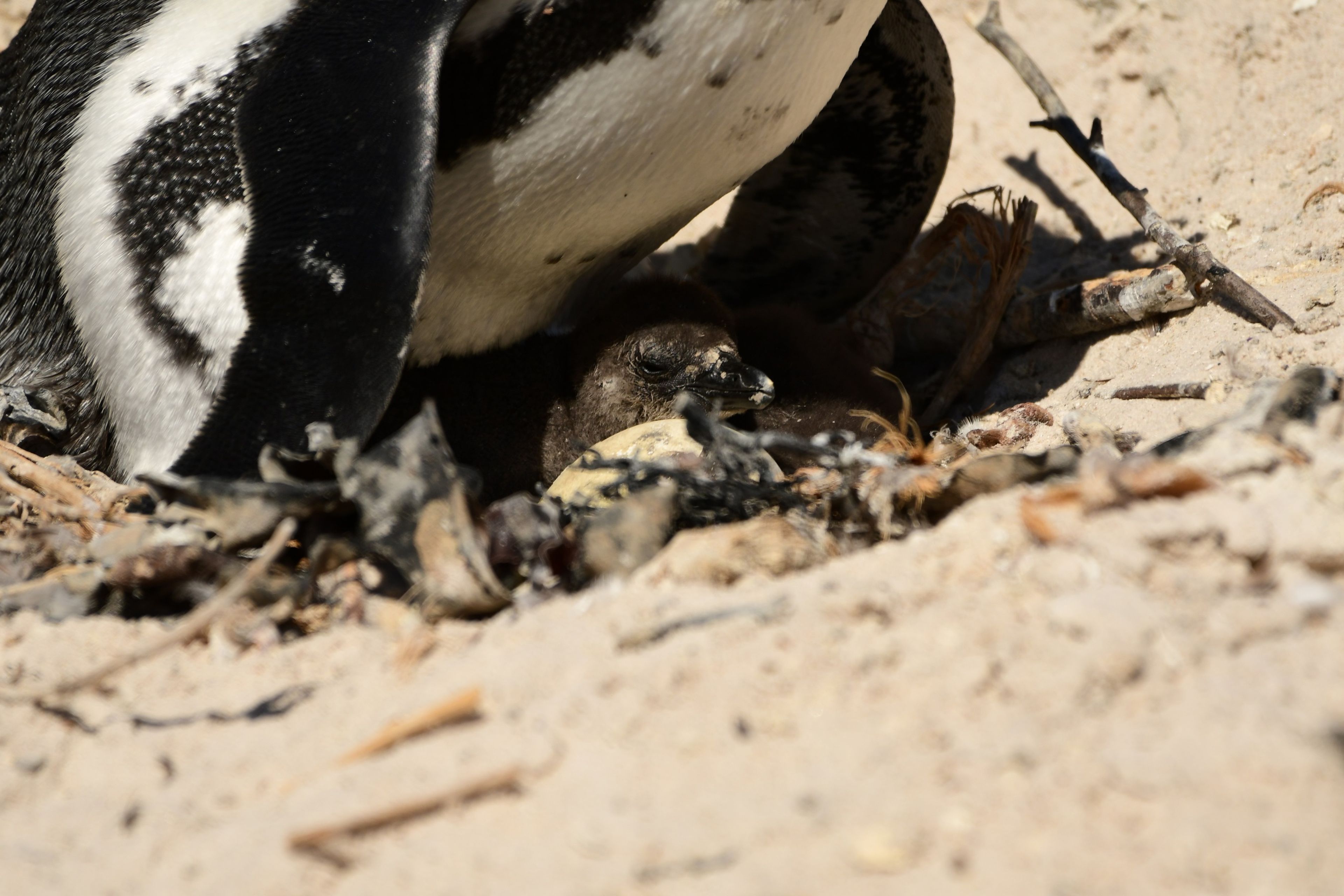 Een Afrikaanse pinguïn met een jong op het strand bij boulders beach in Zuid-Afrika, dierenverzorger Kelly bezoekt hier Stichting SANCCOB via Beekse Bergen.