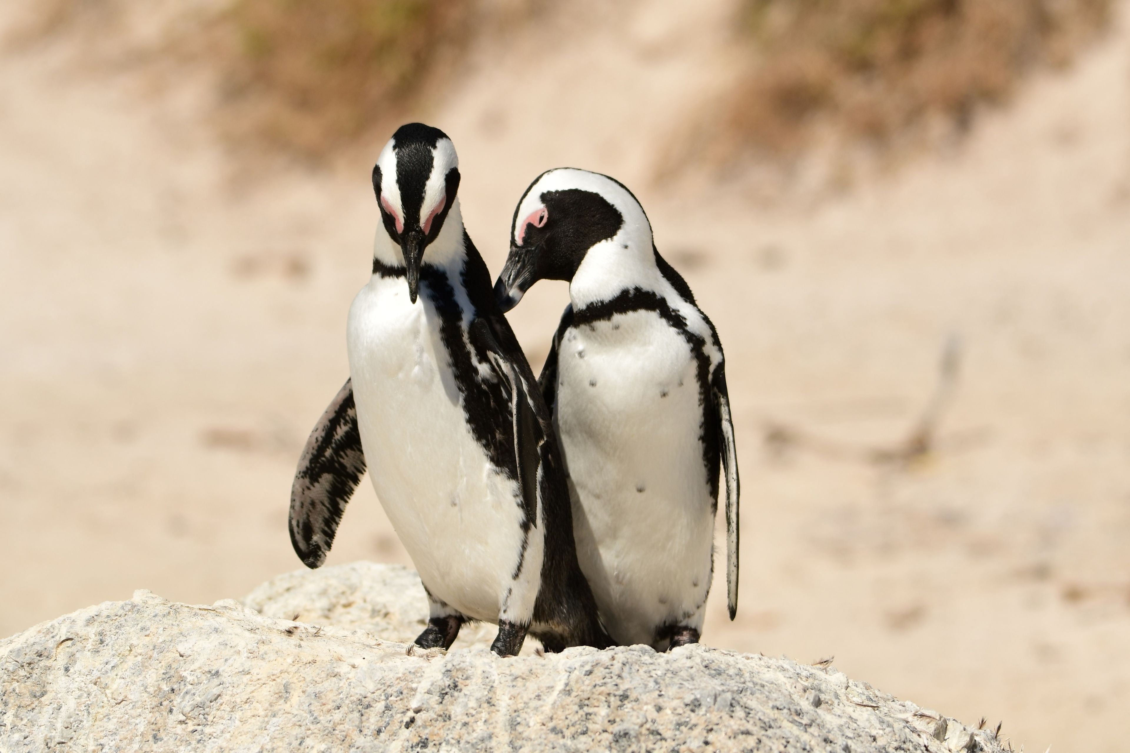 Twee Afrikaanse pinguïns op het strand bij boulders beach in Zuid-Afrika, dierenverzorger Kelly bezoekt hier Stichting SANCCOB via Beekse Bergen.