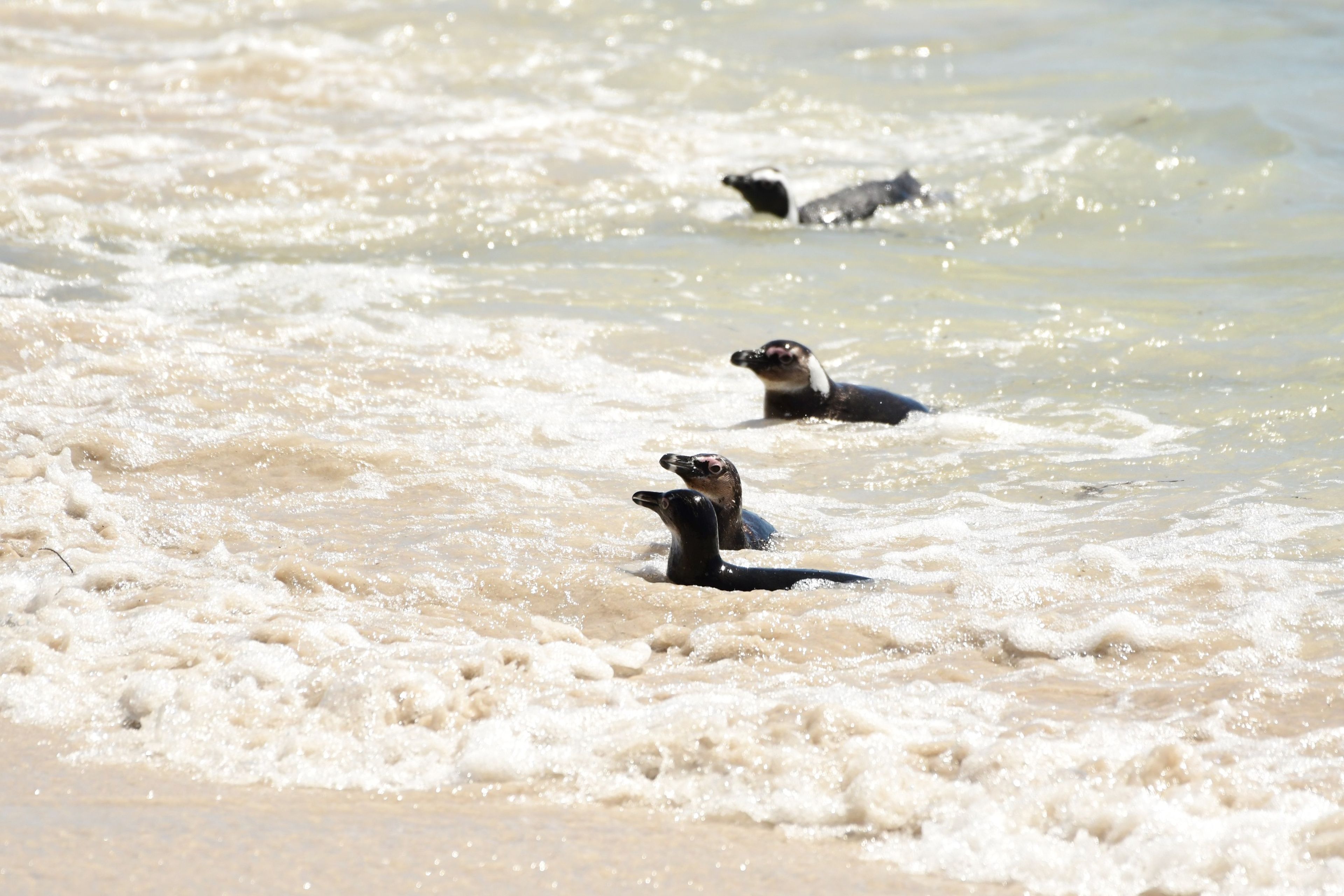 Vier Afrikaanse pinguïns zwemmen in de zee bij boulders beach in Zuid-Afrika, dierenverzorger Kelly bezoekt hier Stichting SANCCOB via Beekse Bergen.