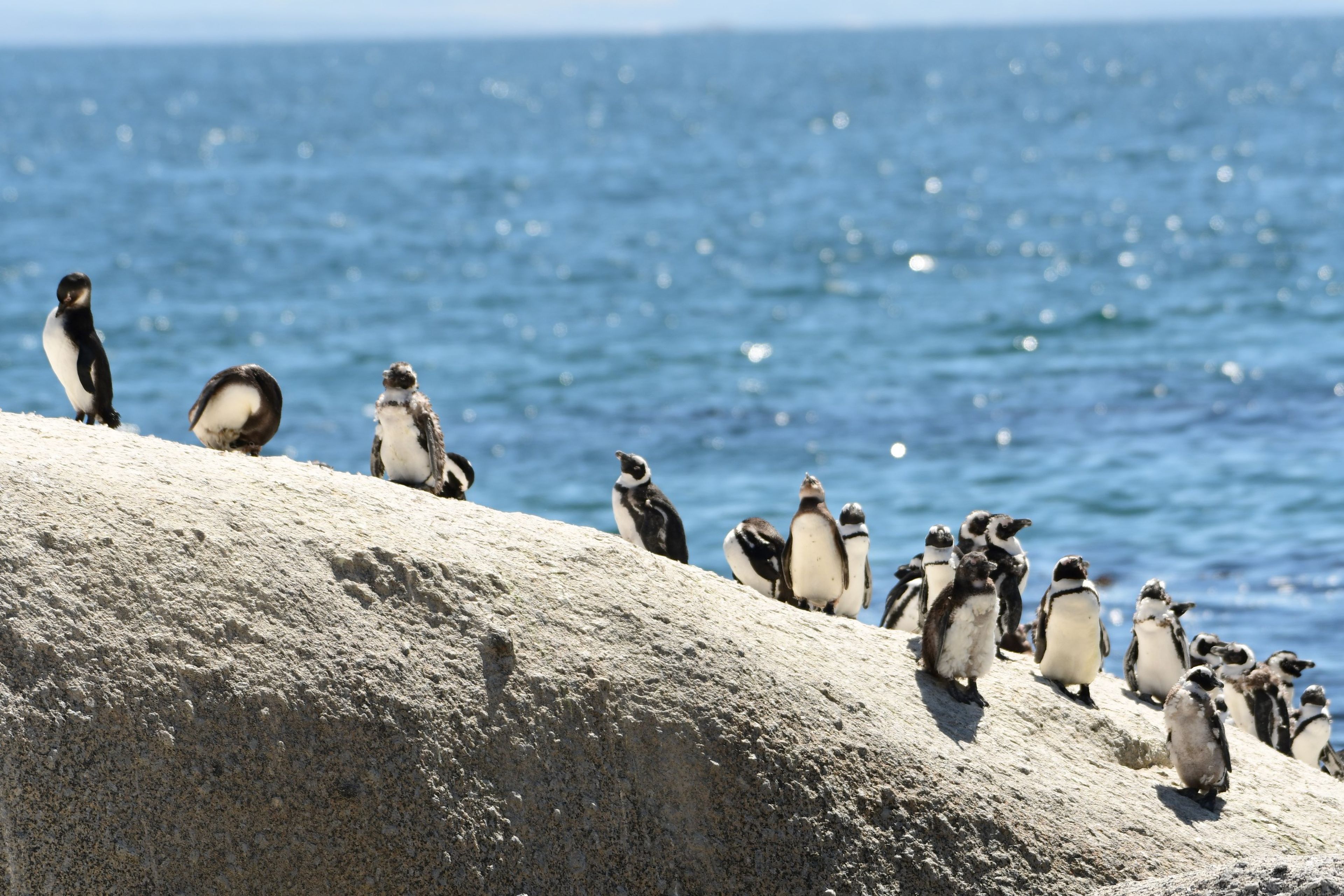 Een groep Afrikaanse pinguïns op een kei bij boulders beach in Zuid-Afrika, dierenverzorger Kelly bezoekt hier Stichting SANCCOB via Beekse Bergen.