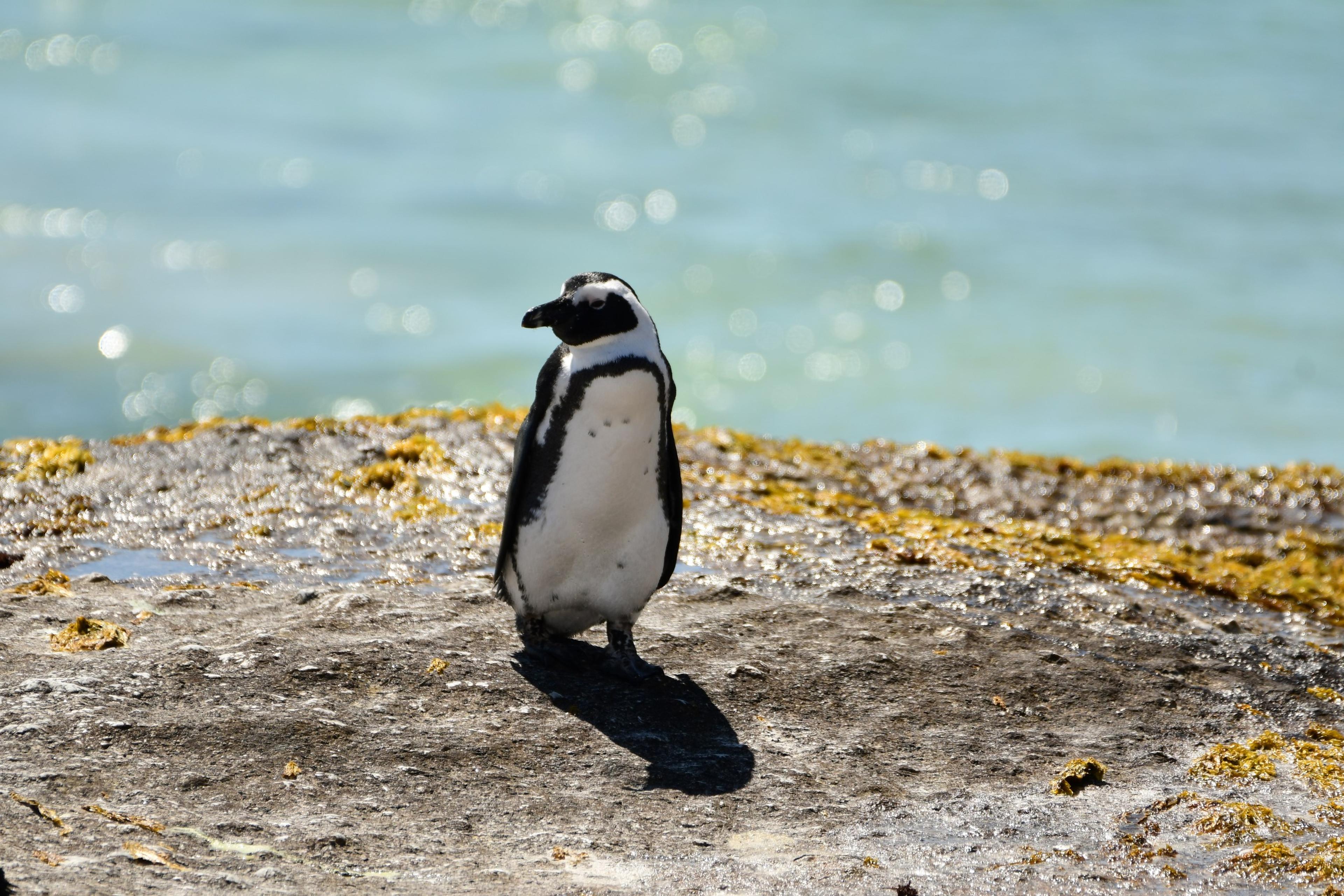 Een Afrikaanse pinguïn op het strand bij boulders beach in Zuid-Afrika, dierenverzorger Kelly bezoekt hier Stichting SANCCOB via Beekse Bergen.
