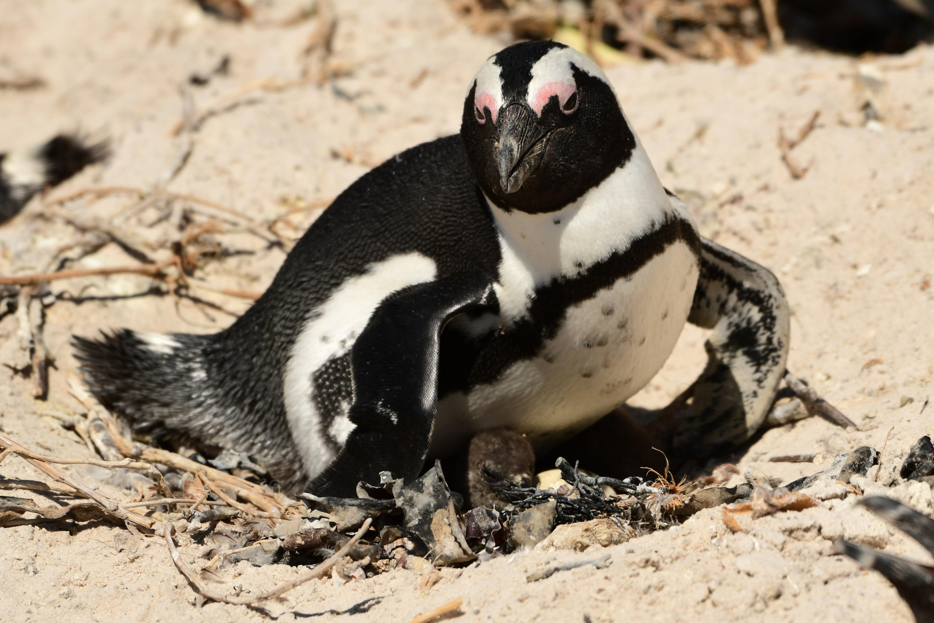 Een Afrikaanse pinguïn met een jong op het strand bij boulders beach in Zuid-Afrika, dierenverzorger Kelly bezoekt hier Stichting SANCCOB via Beekse Bergen.