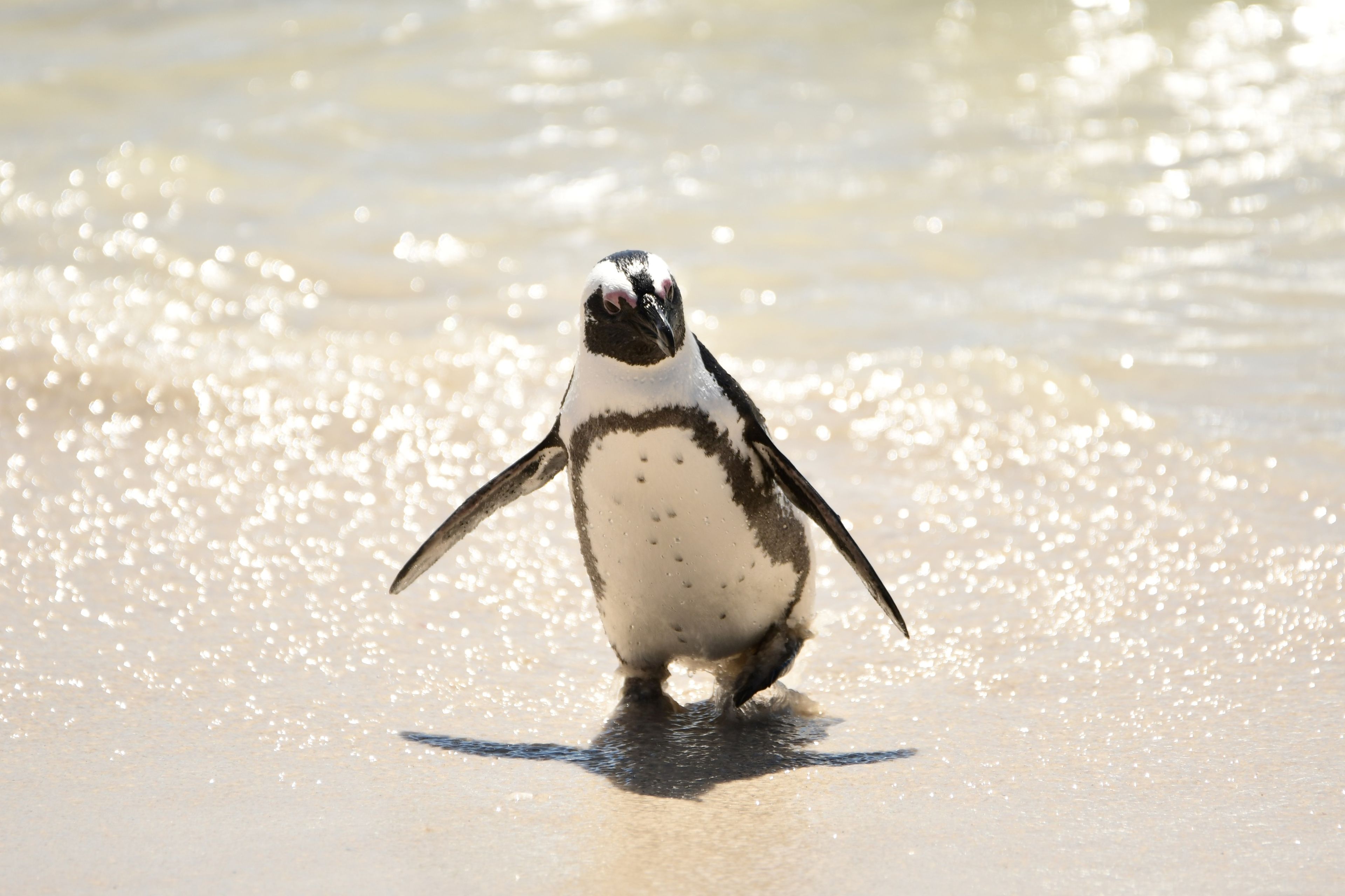 Een Afrikaanse pinguïn op het strand bij boulders beach in Zuid-Afrika, dierenverzorger Kelly bezoekt hier Stichting SANCCOB via Beekse Bergen.