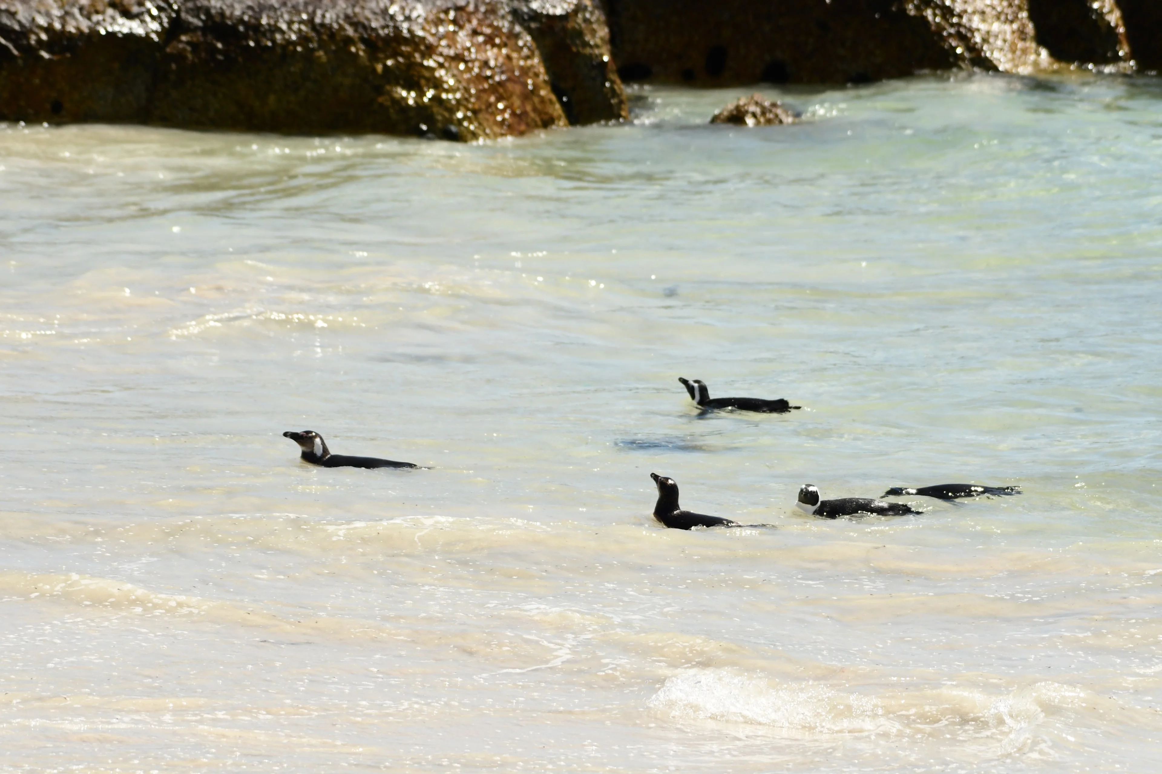 Vijf Afrikaanse pinguïns zwemmen in de zee bij boulders beach in Zuid-Afrika, dierenverzorger Kelly bezoekt hier Stichting SANCCOB via Beekse Bergen.