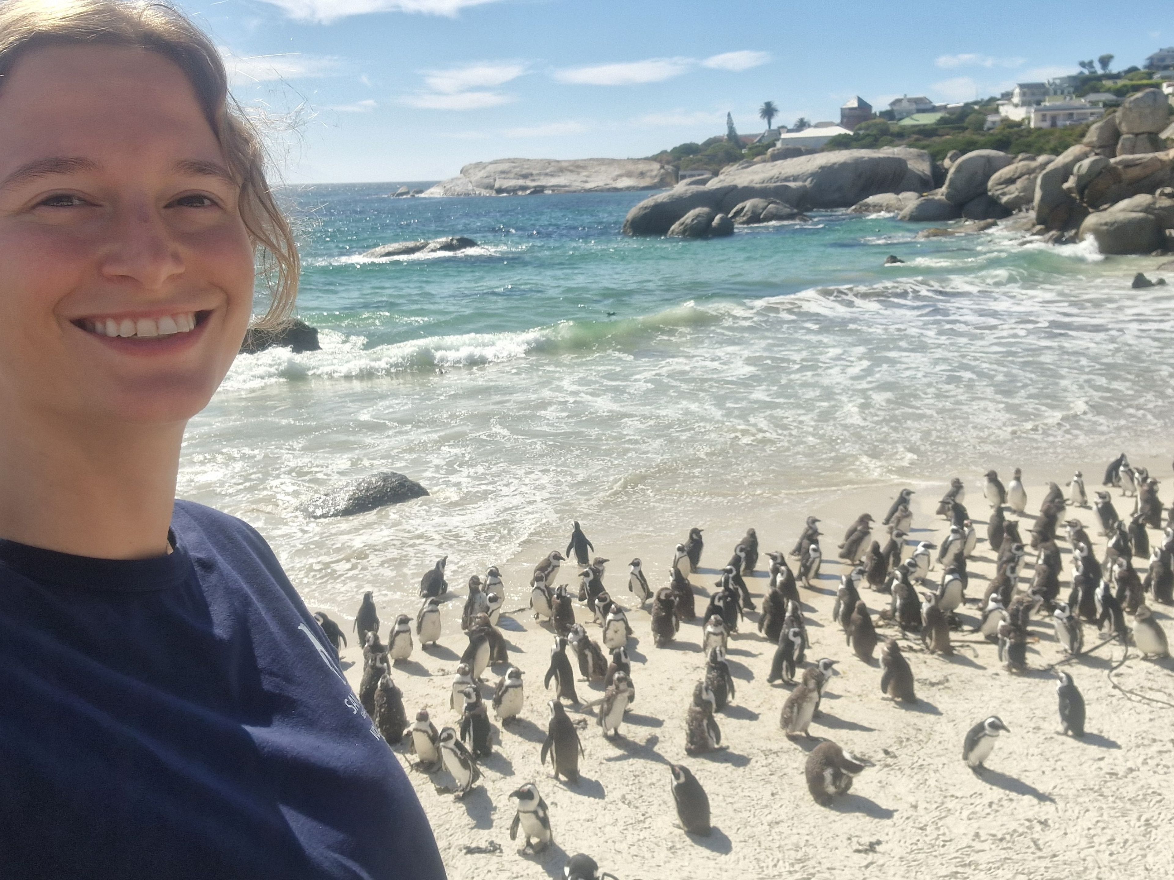Een groep Afrikaanse pinguïns op Boulders Beach, dierenverzorger Kelly bezoekt Stichting SANCCOB in Zuid-Afrika via Beekse Bergen.
