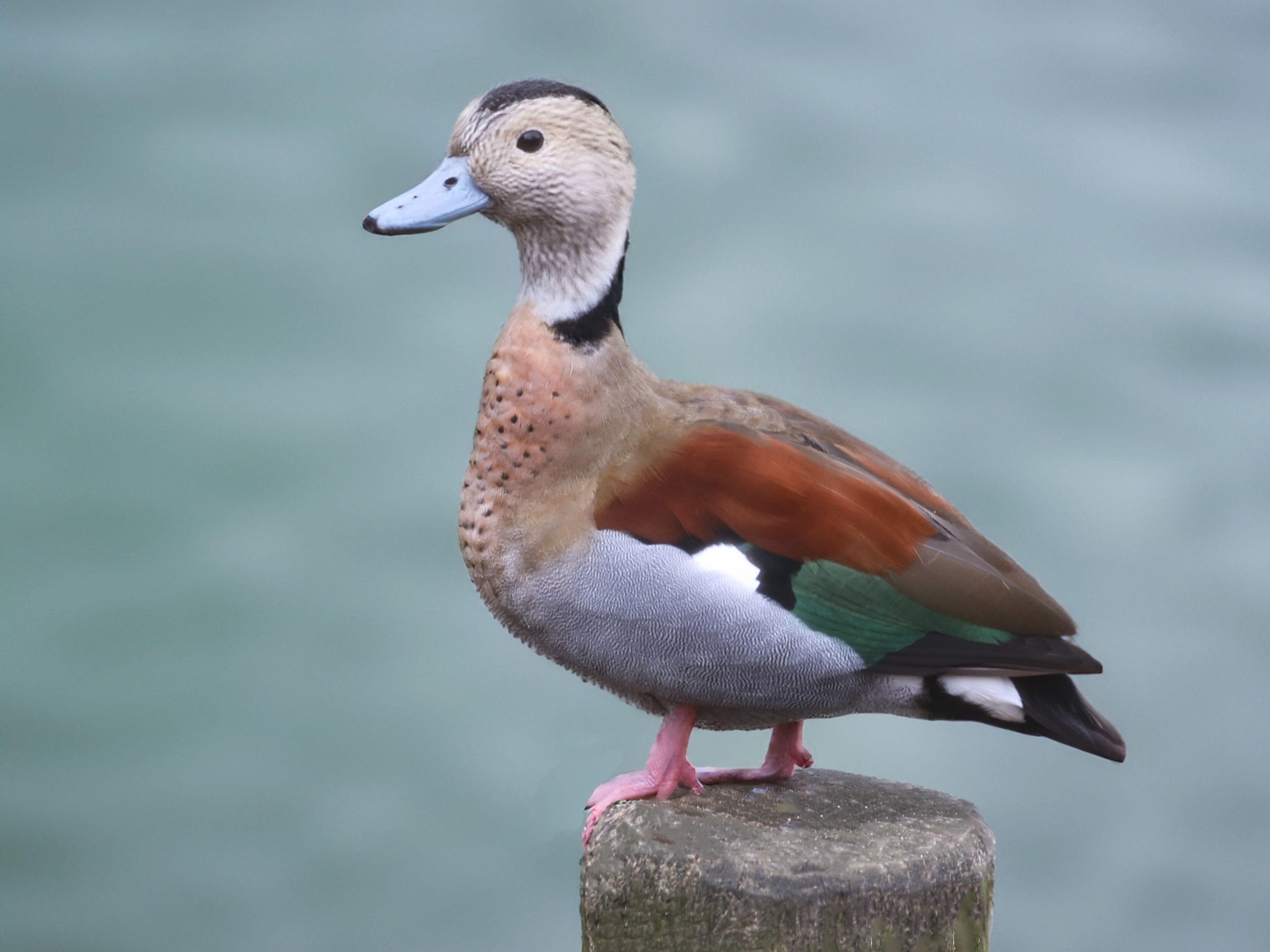 A colorful duck with a blue bill and pink feet, standing on a wooden post against a blurred greenish water background.