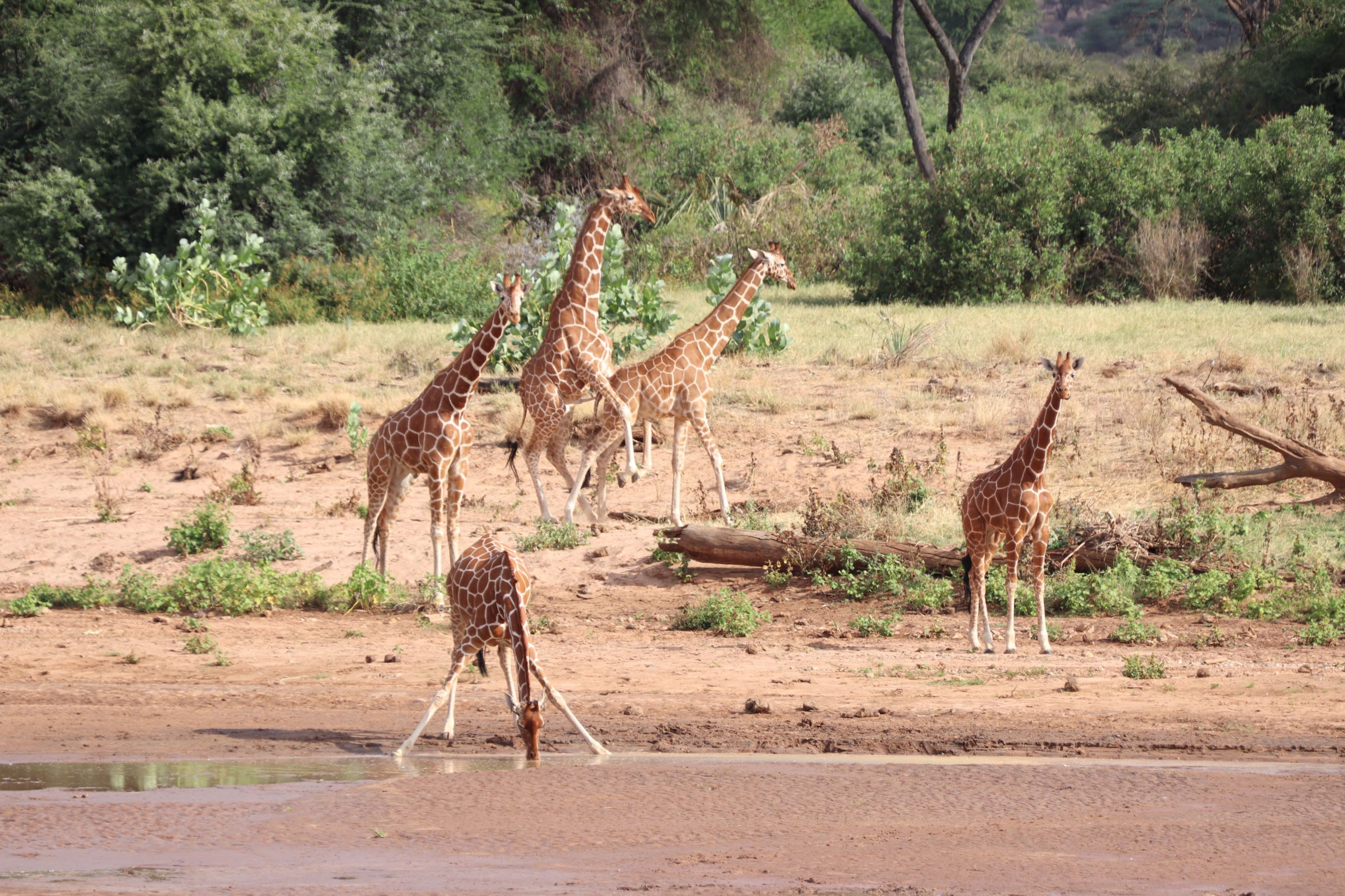 Netgiraffen drinken en lopen langs de rivier in Samburu National Park in Kenia.