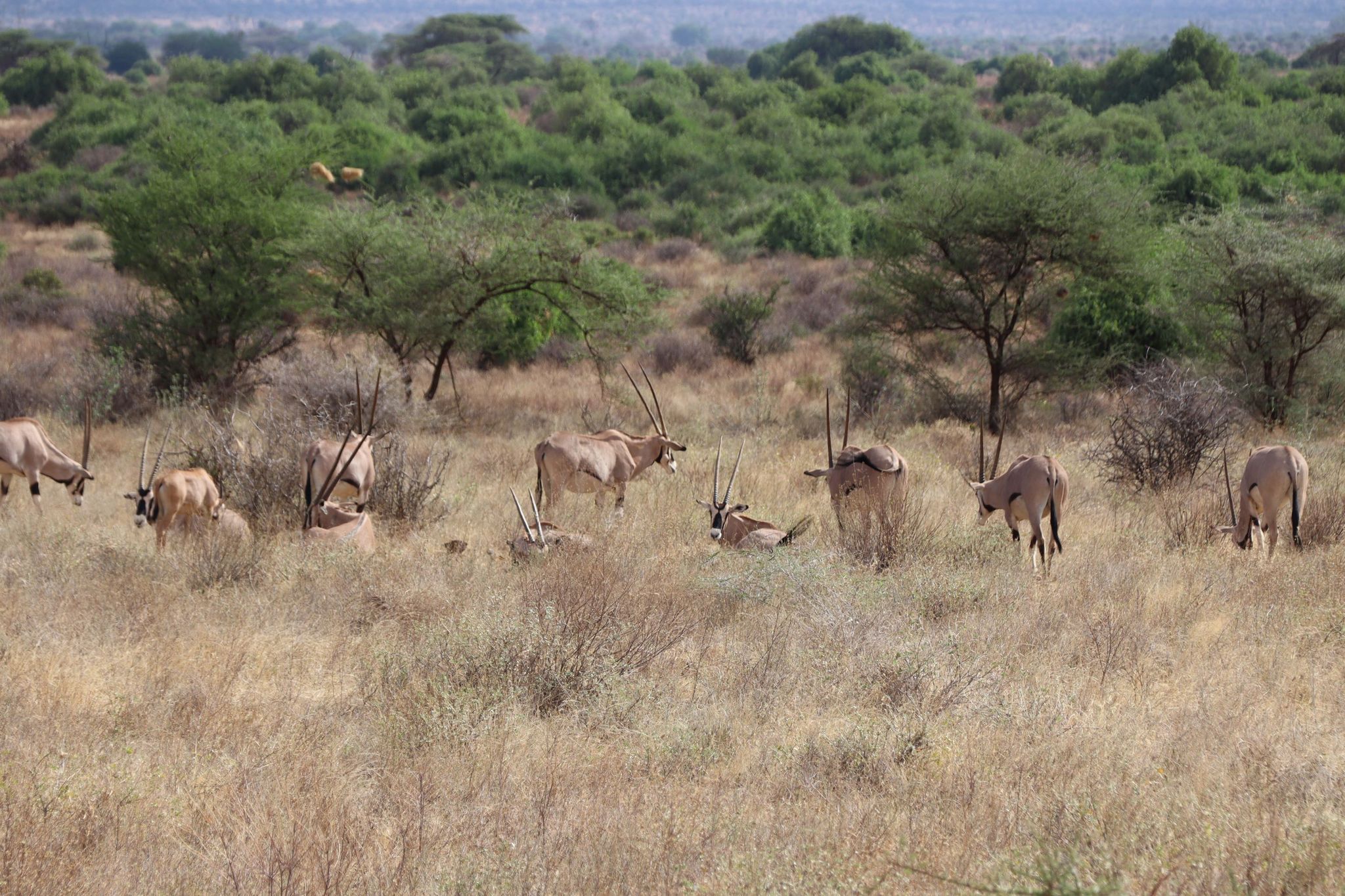 Beisa oryxen in Samburu National Park in Kenia.