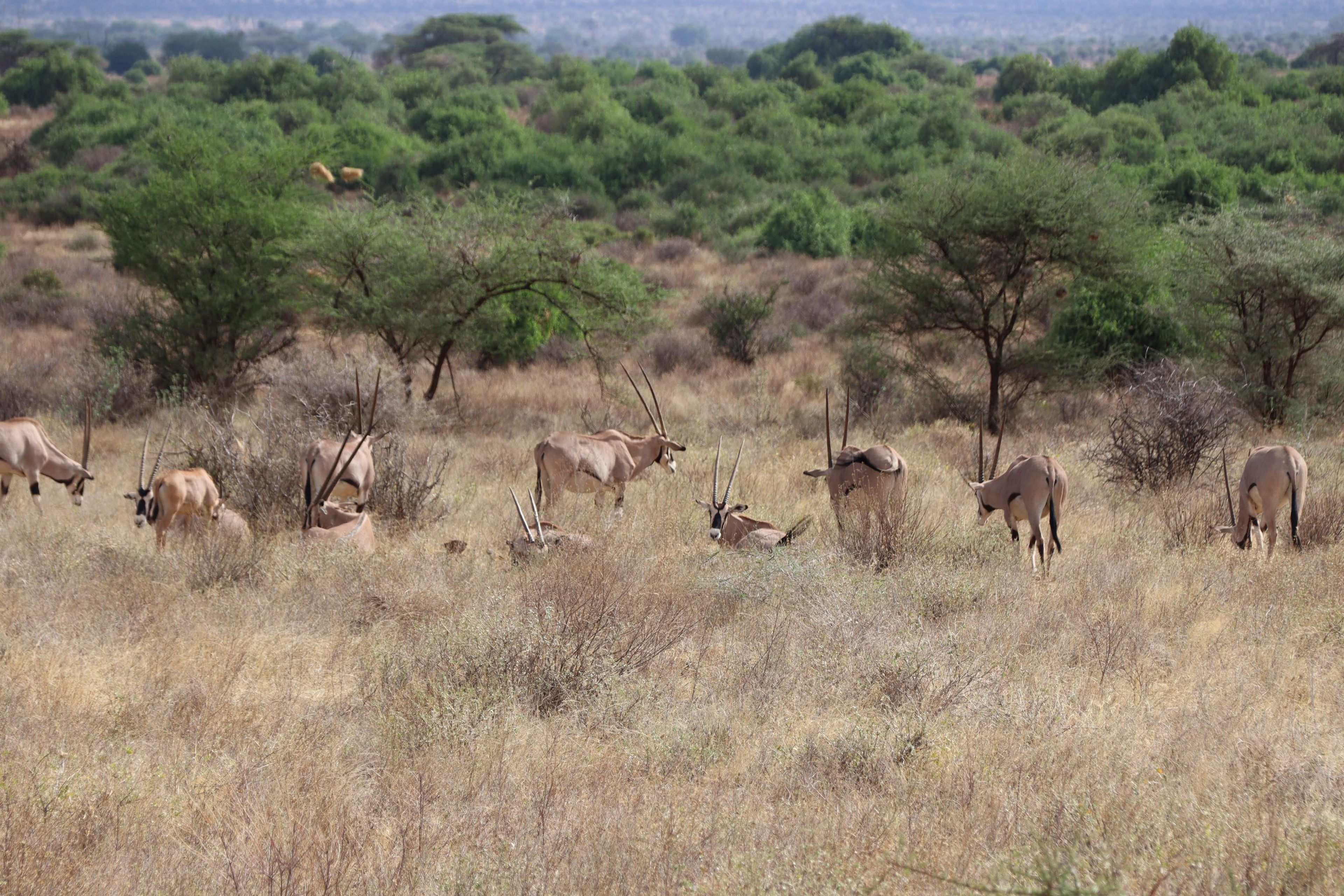Beisa oryxen in Samburu National Park in Kenia.