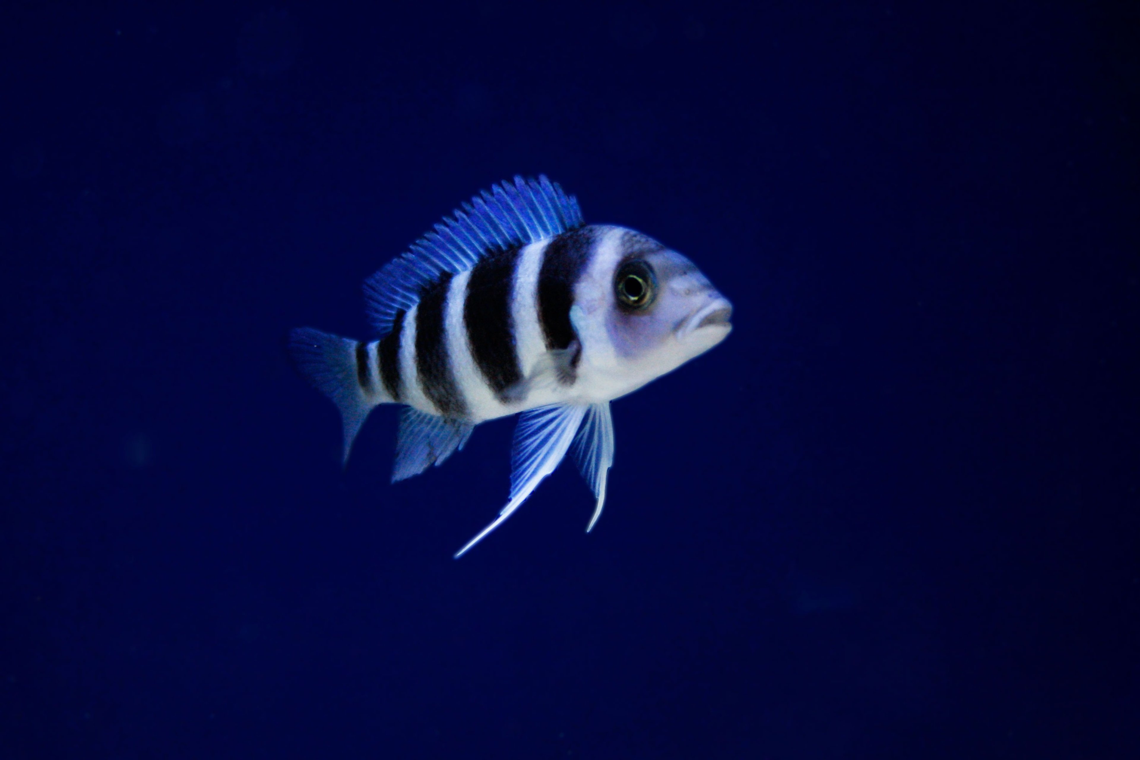 Gibberosa cichlide in AquaZOo Leeuwarden
