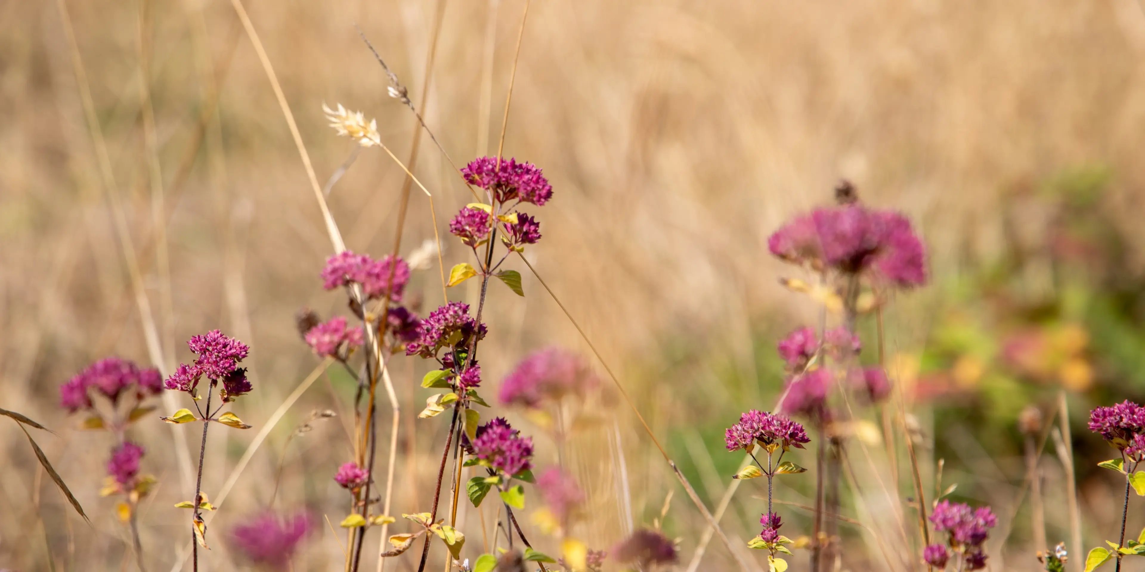 Summer wildflowers on the limestone grasslands at Paignton Zoo's Clennon Gorge nature reserve