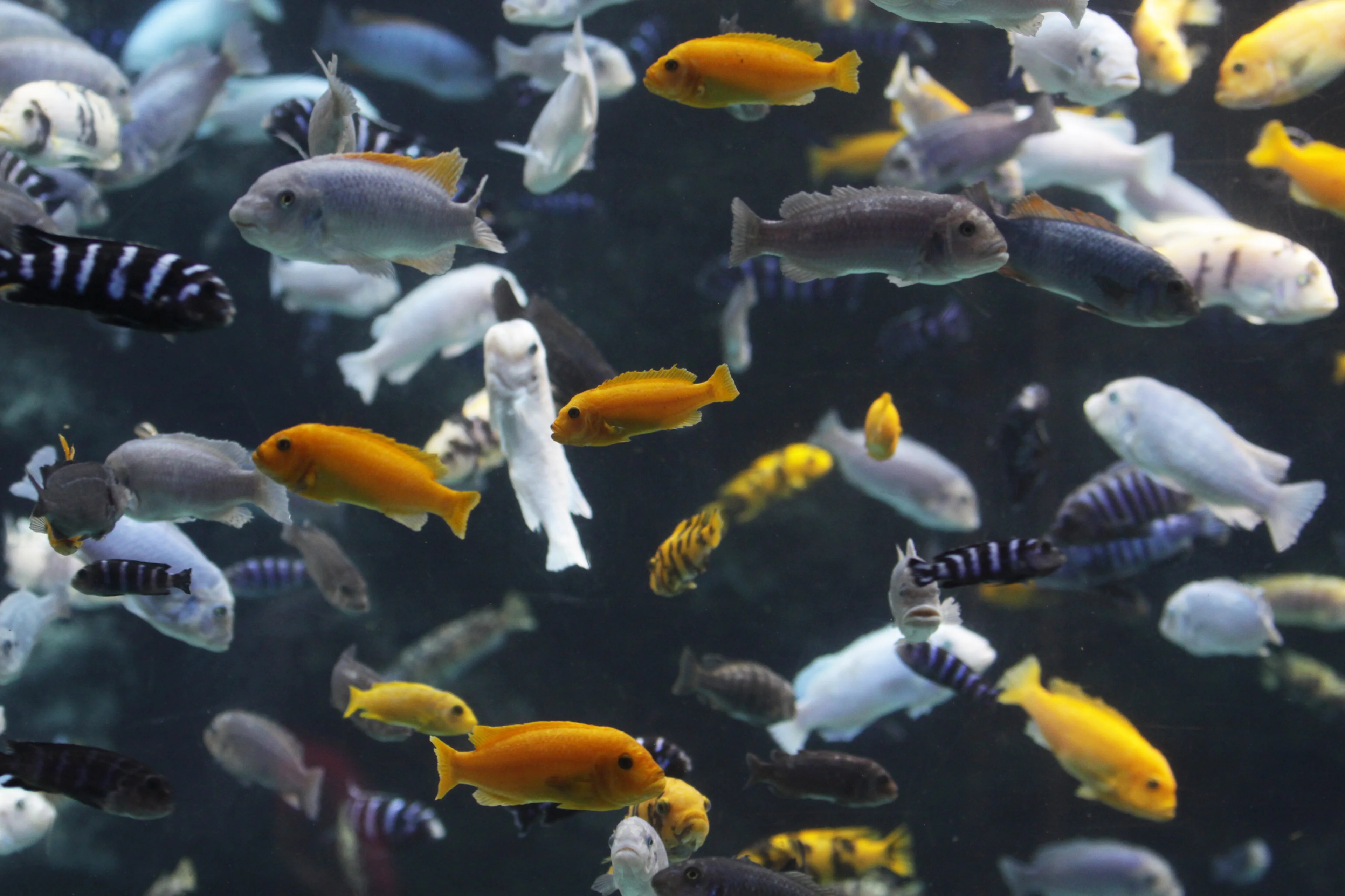 Malawi cichliden zwemmen AquaZoo Leeuwarden