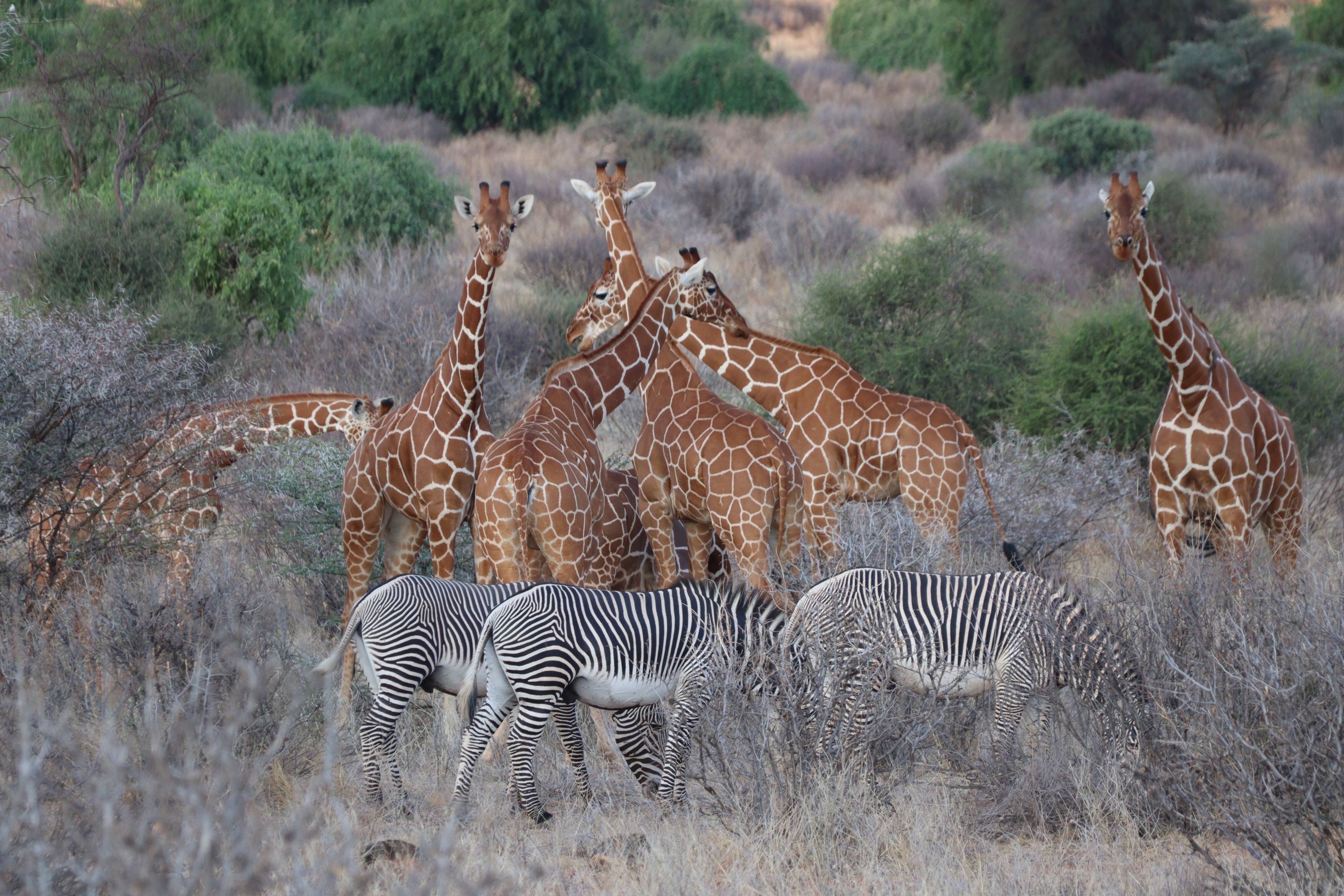Netgiraffen en grévy zebra's in Samburu National Park in Kenia.