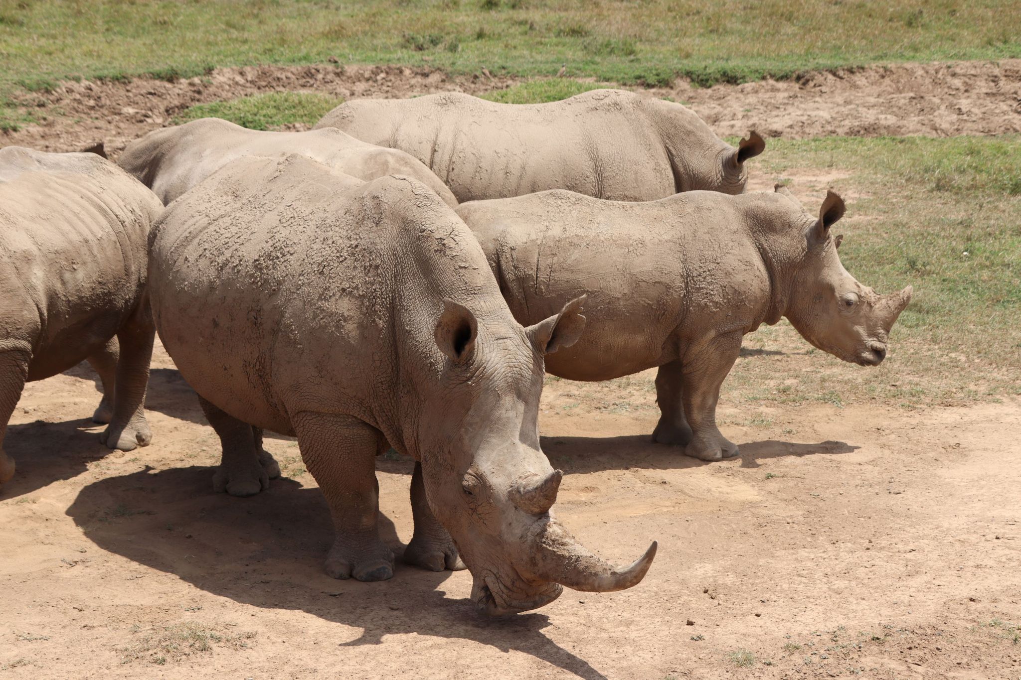 Een groep zuidelijke breedlipneushoorns in een beschermd park in Kenia.