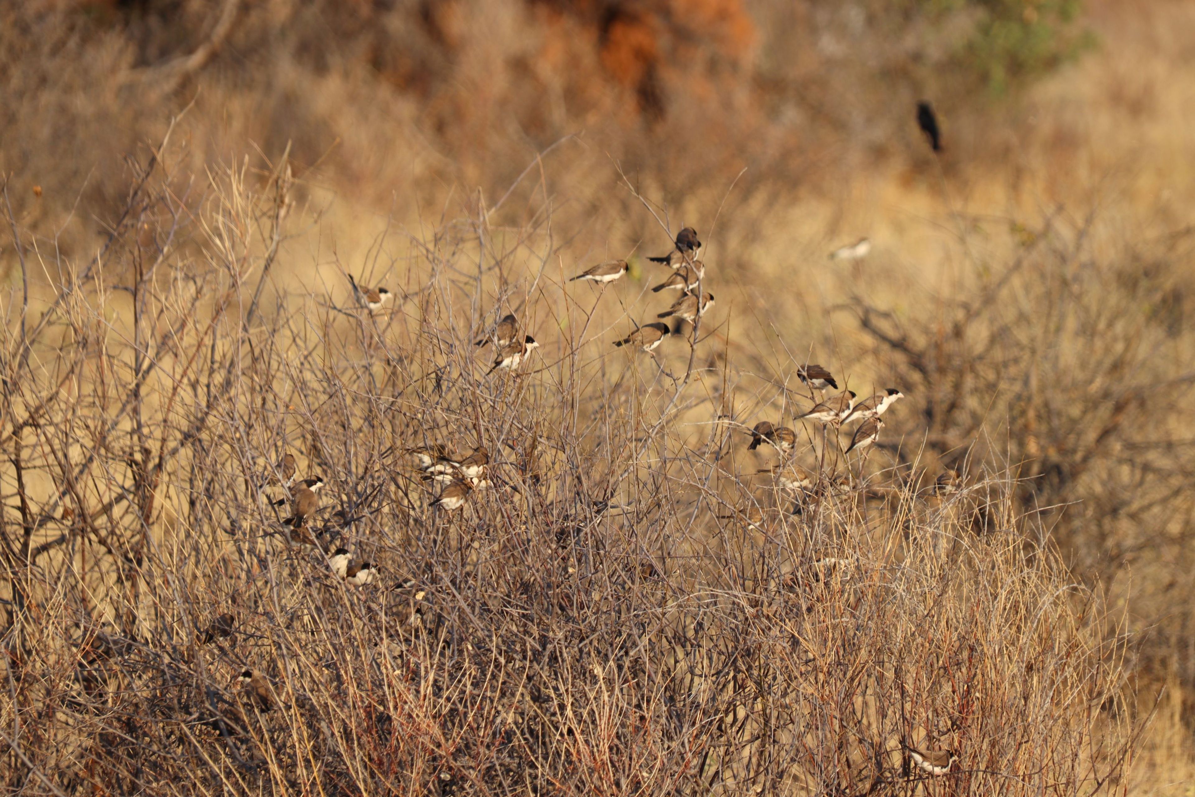 Vogels zitten op een struik in Samburu National Park in Kenia.