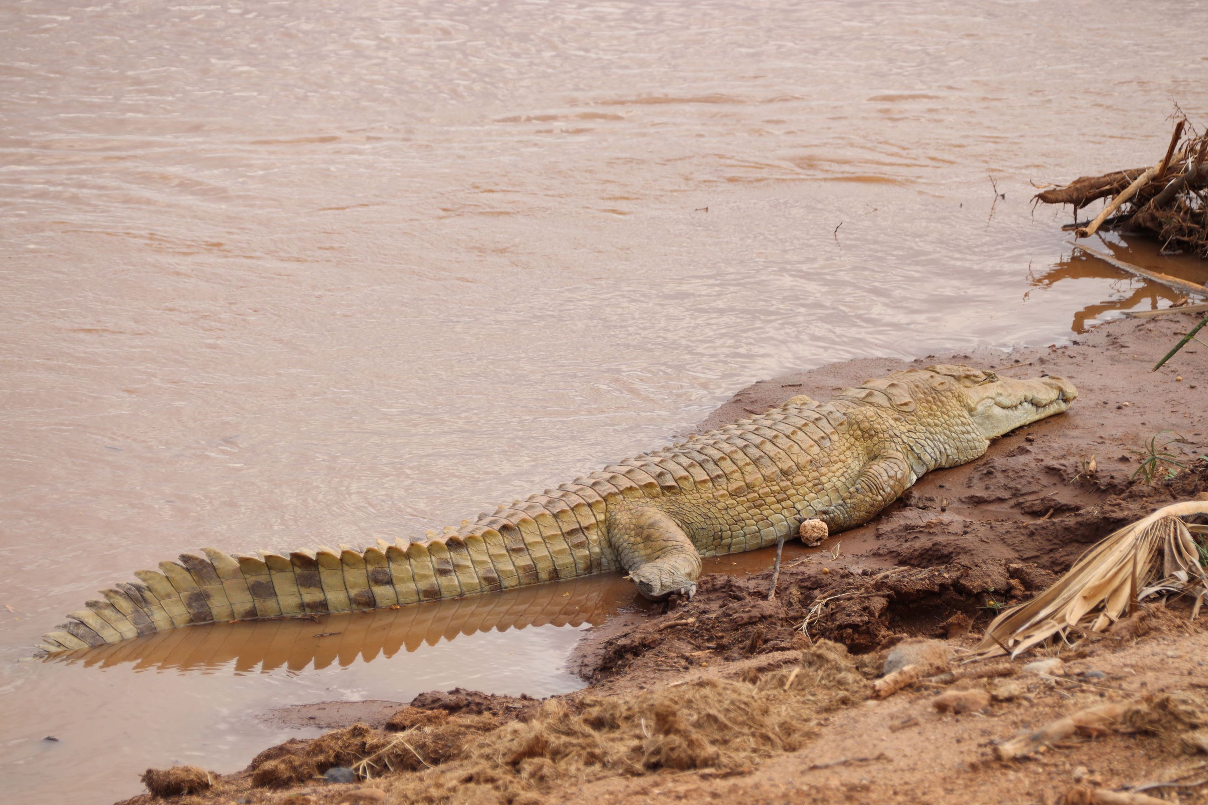 Een krokodil ligt naast de rivier op het land in Samburu National Park in Kenia.