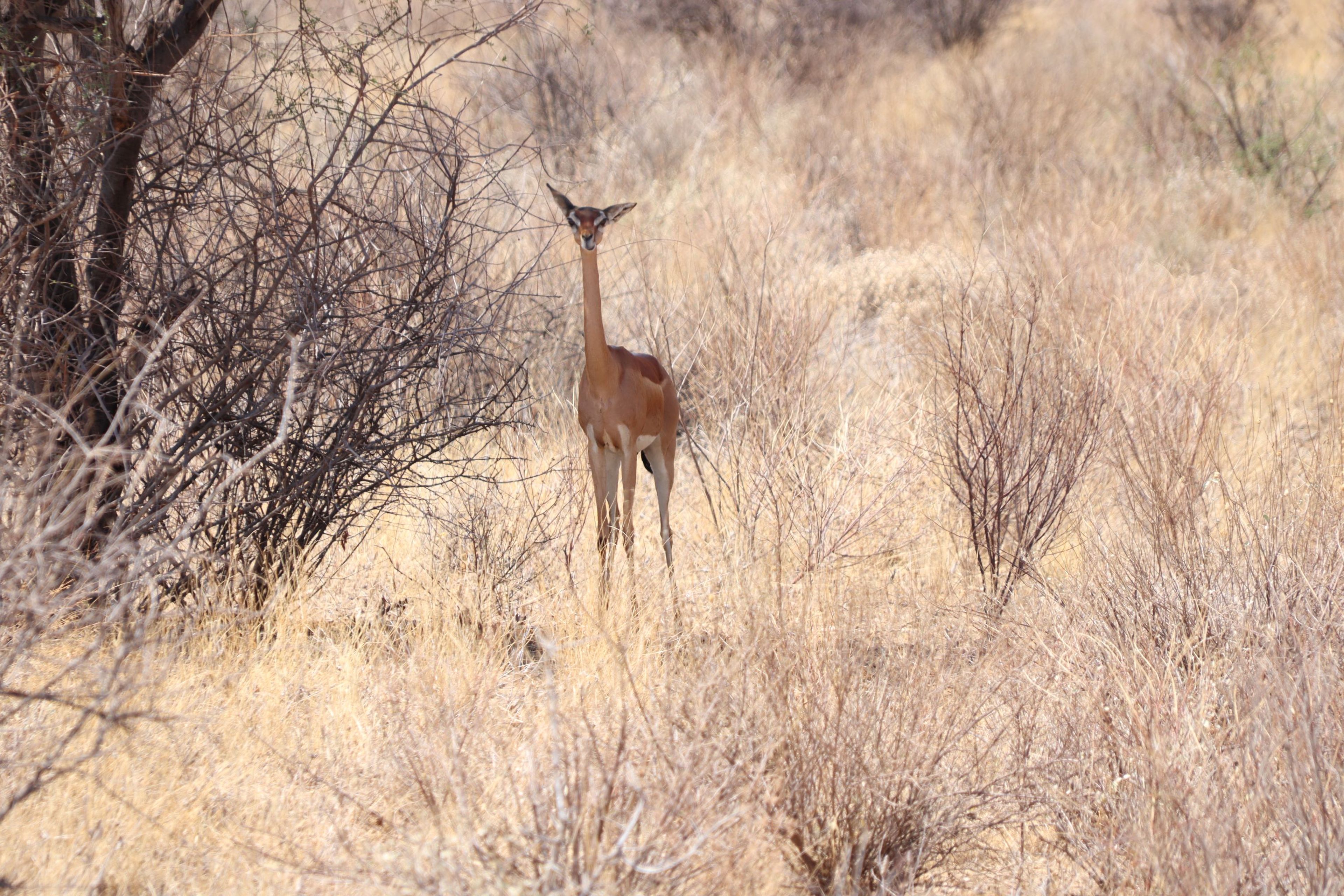 Een generuk staat in het veld in Samburu National Park in Kenia.