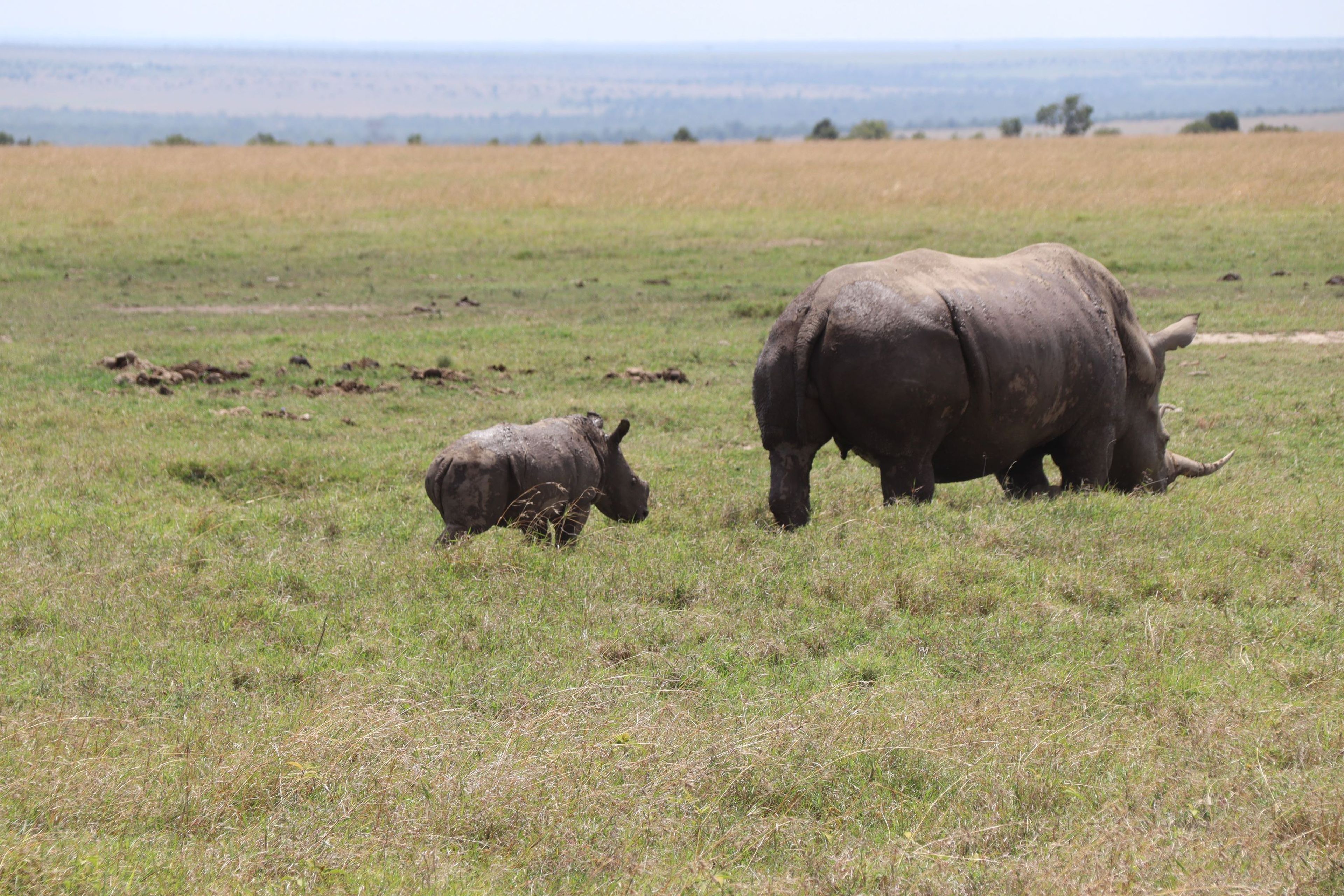 Een breedlipneushoorn en haar jong in een beschermd park in Kenia.