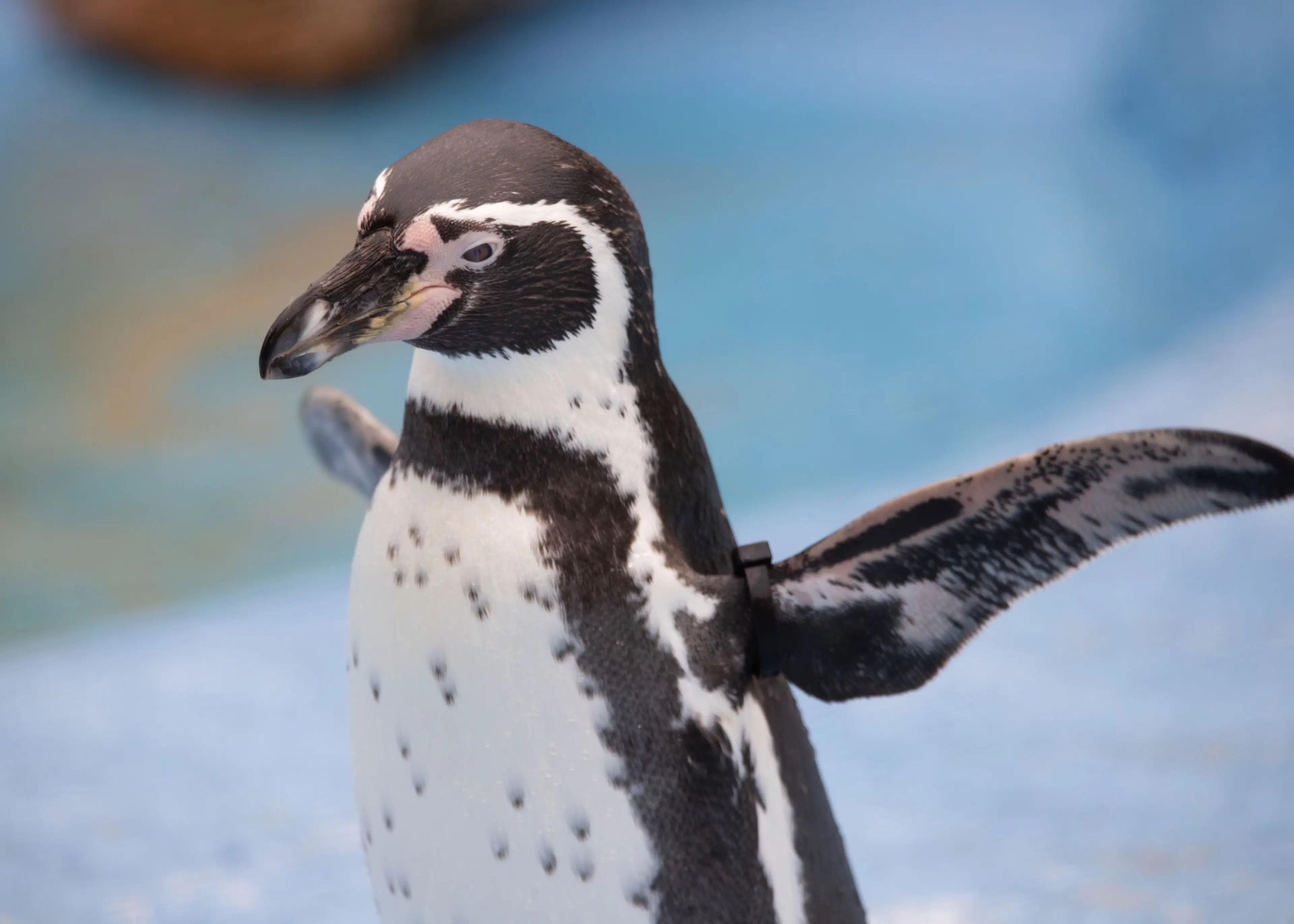 Penguin with outstretched wings standing on a blue surface, showcasing its white and black spotted plumage.