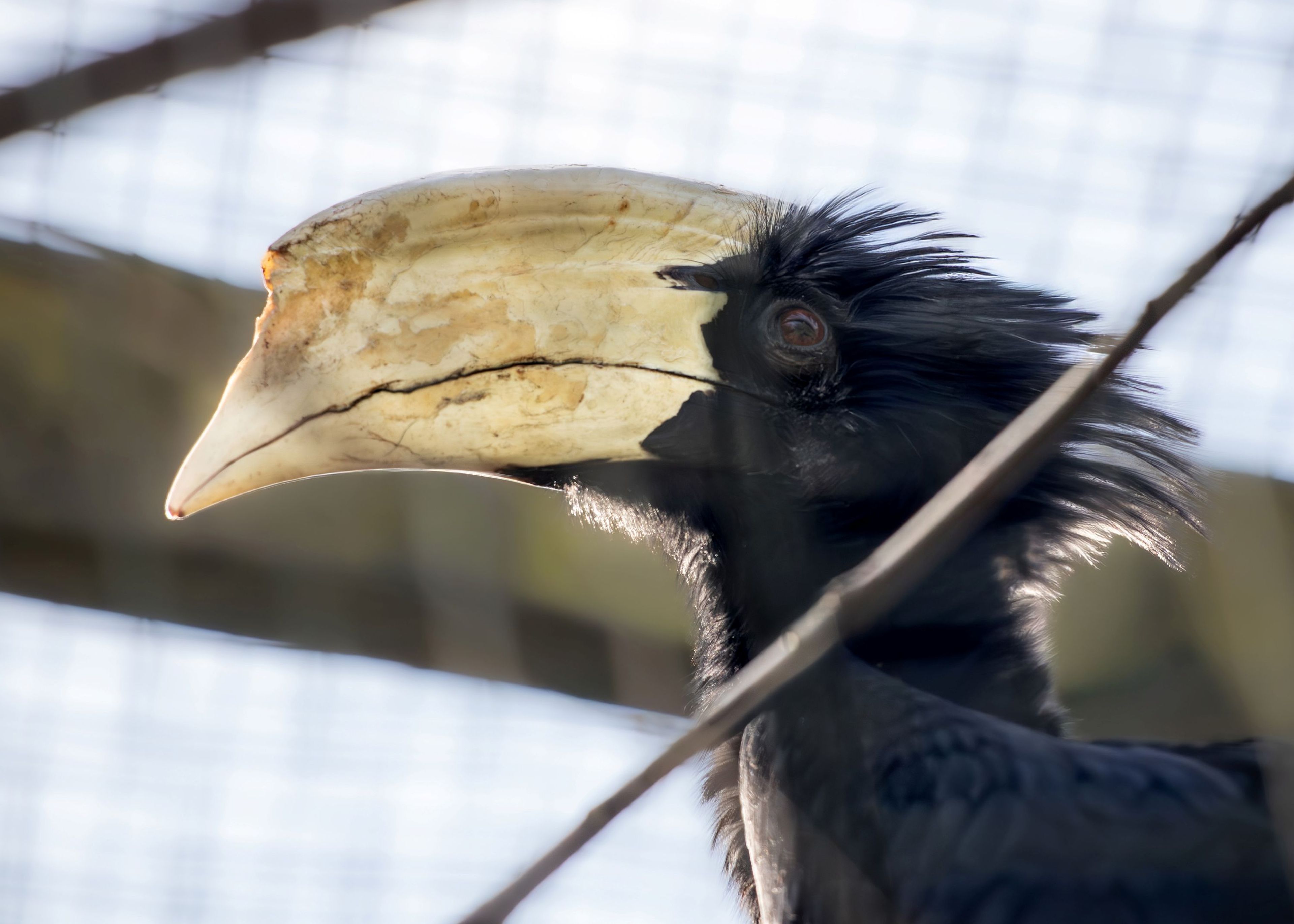 Side view of a hornbill with a large, curved beak and dark feathers, perched behind branches against a wire mesh background.