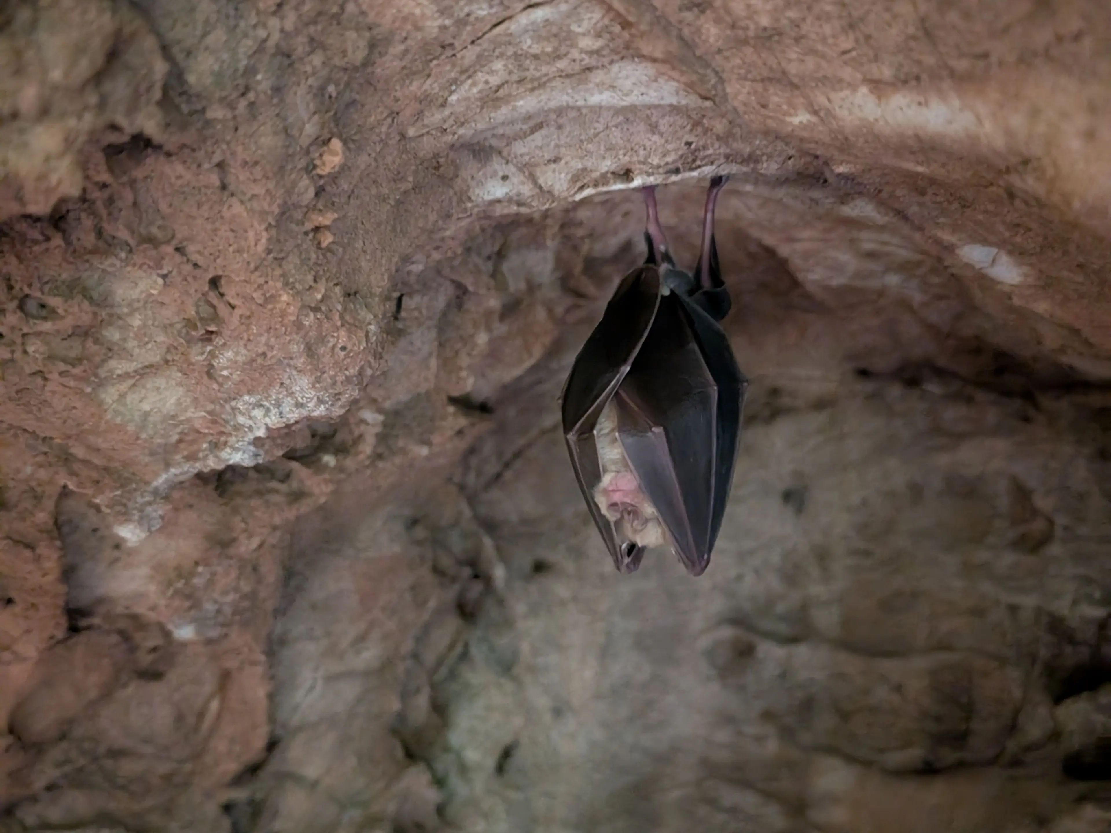 A greater horseshoe bat hangs from roof of karst cave in Paignton Zoo's Clennon Gorge nature reserve