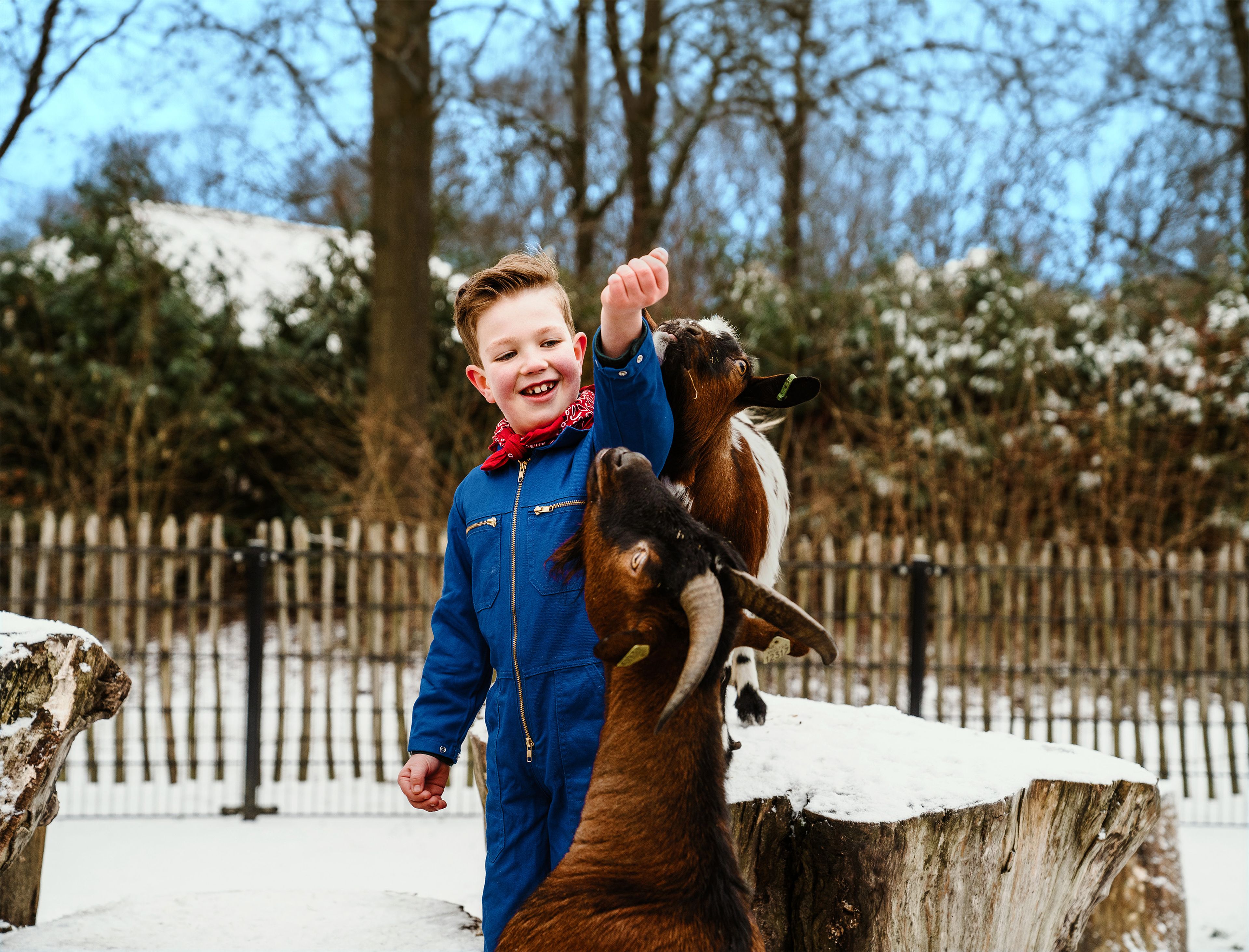 Een jongen voert de geitjes in de winter bij Vakantiepark Dierenbos