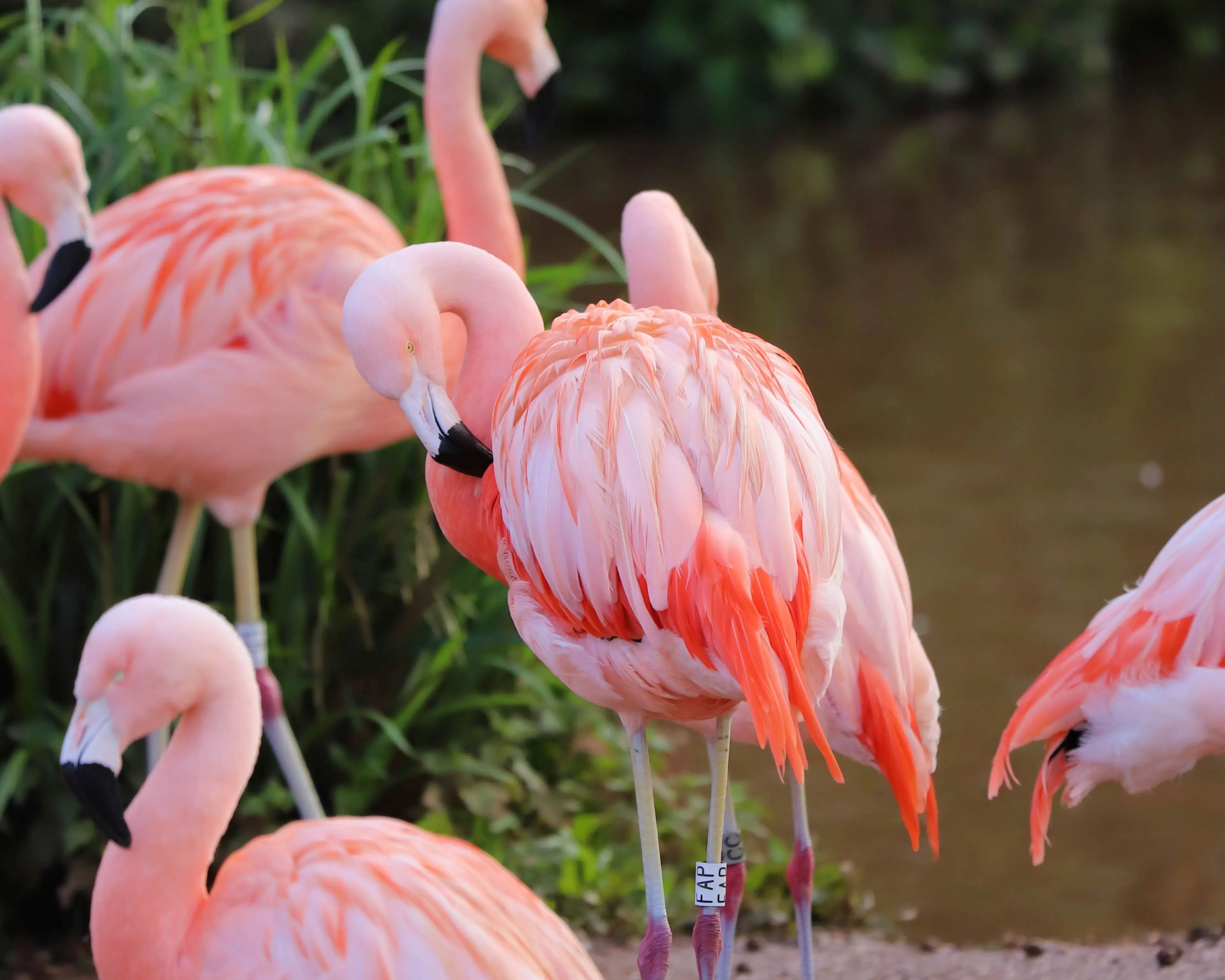 A group of pink flamingos stands by a pond, with one prominently preening its feathers. Grass and water are visible in the background.
