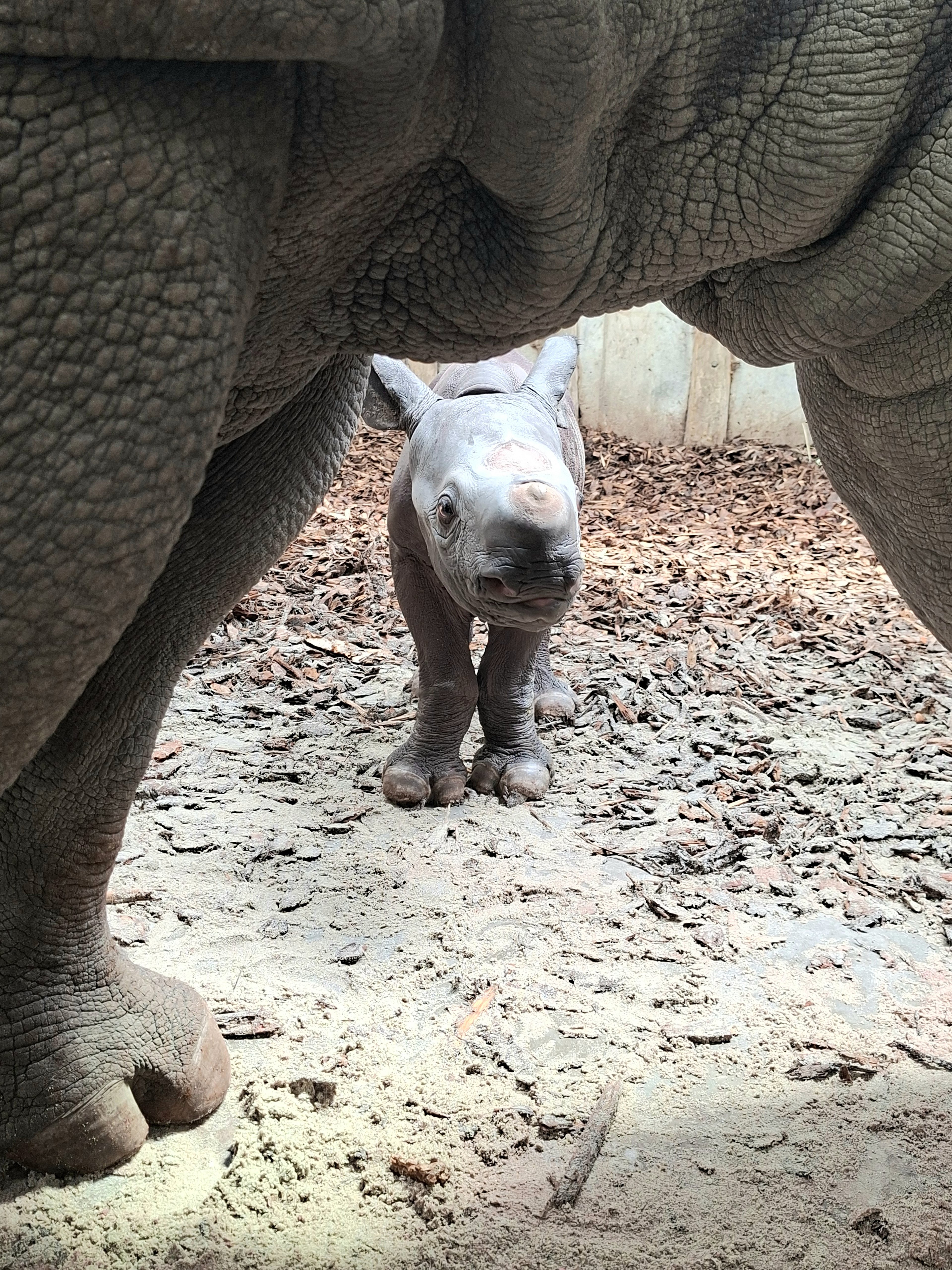 Close-up van jonge puntlipneushoorn in Safaripark Beekse Bergen