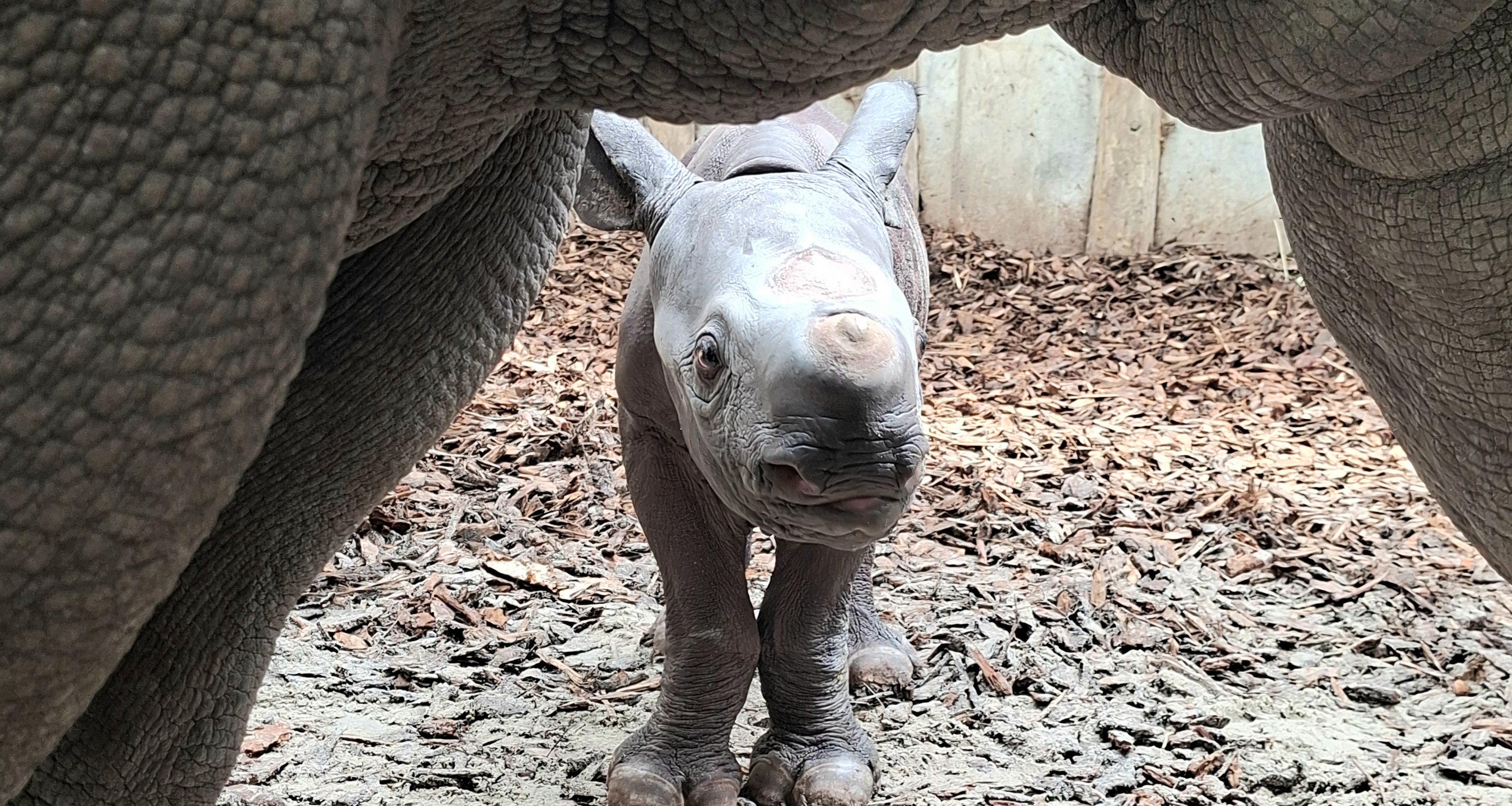 Close-up van jonge puntlipneushoorn in Safaripark Beekse Bergen